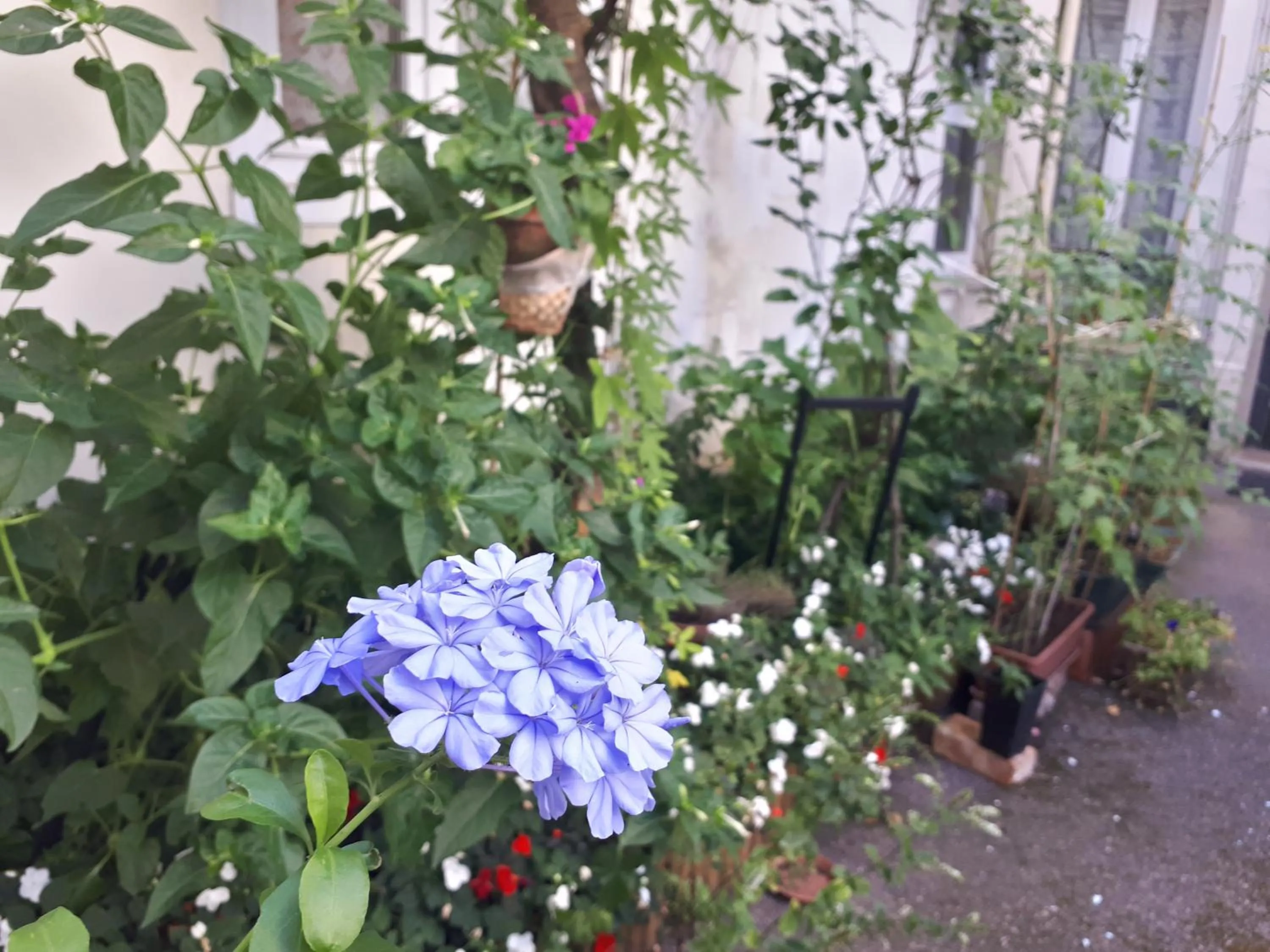 Garden view in Hôtel Résidence Champerret