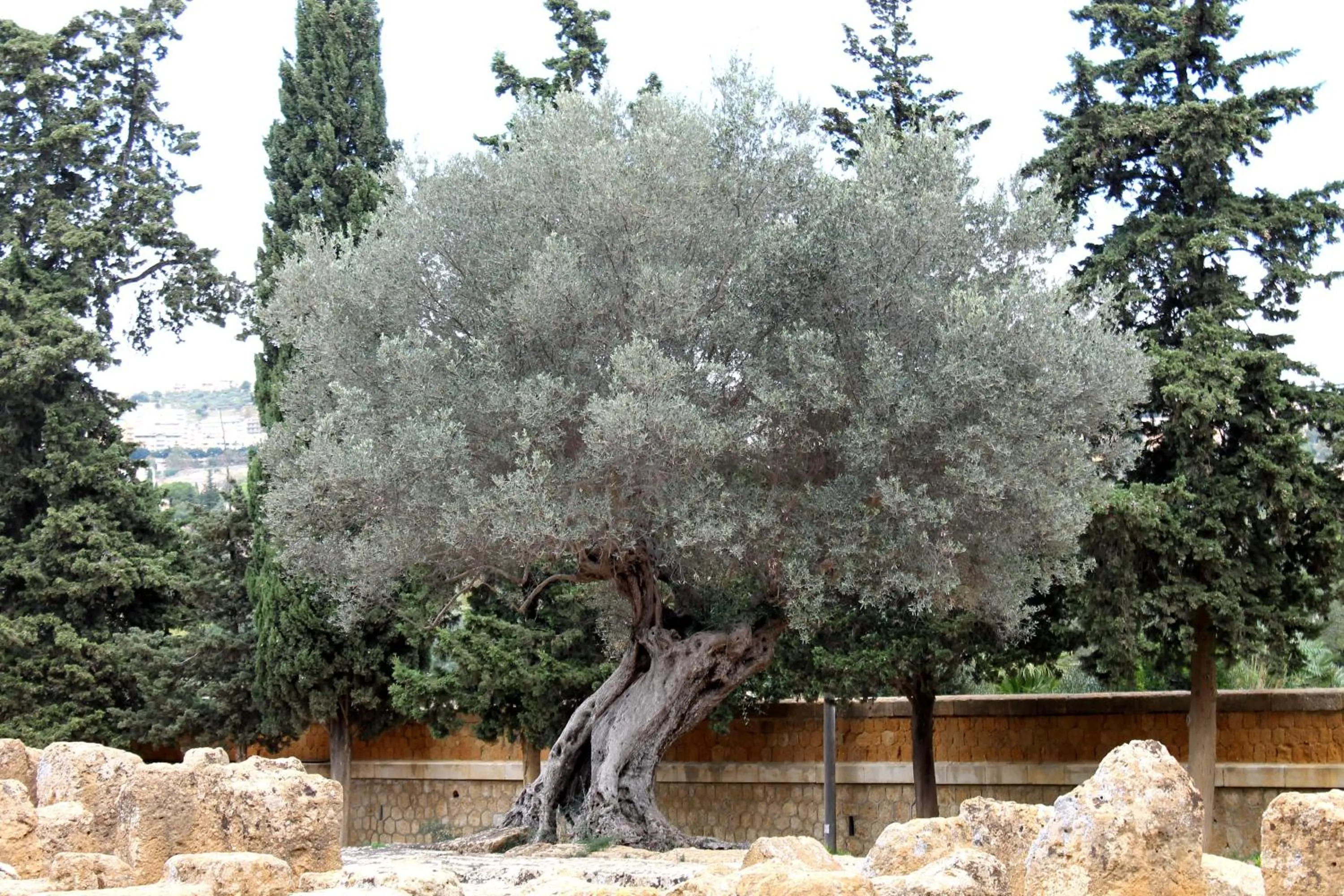 Decorative detail in B&B Nettuno San Leone