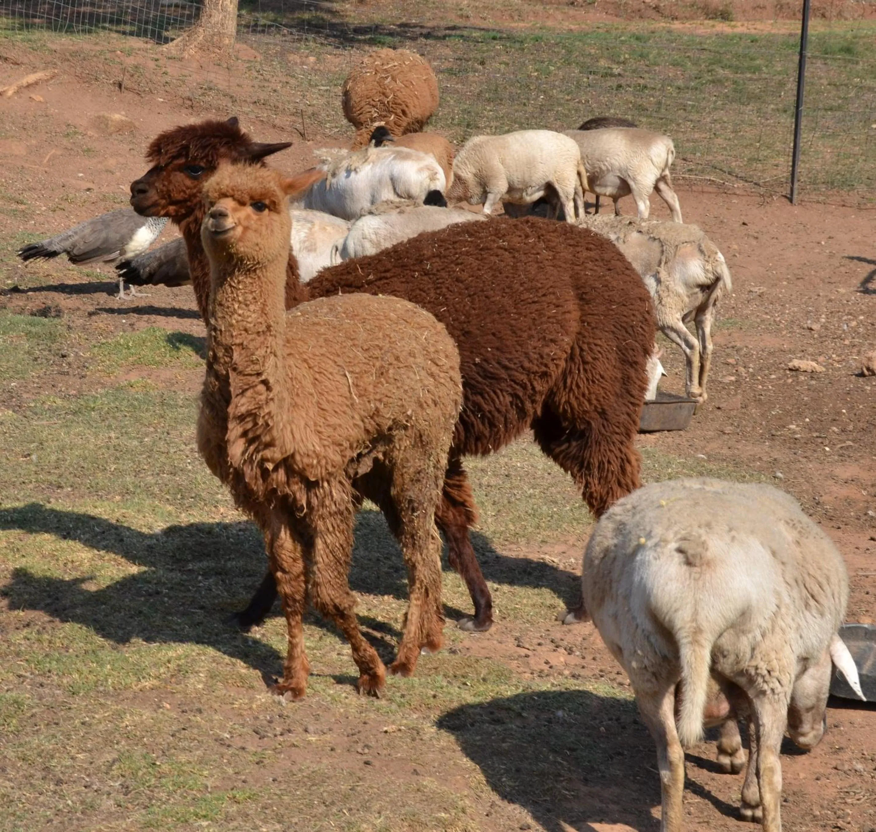 Animals in eBundu Lodge