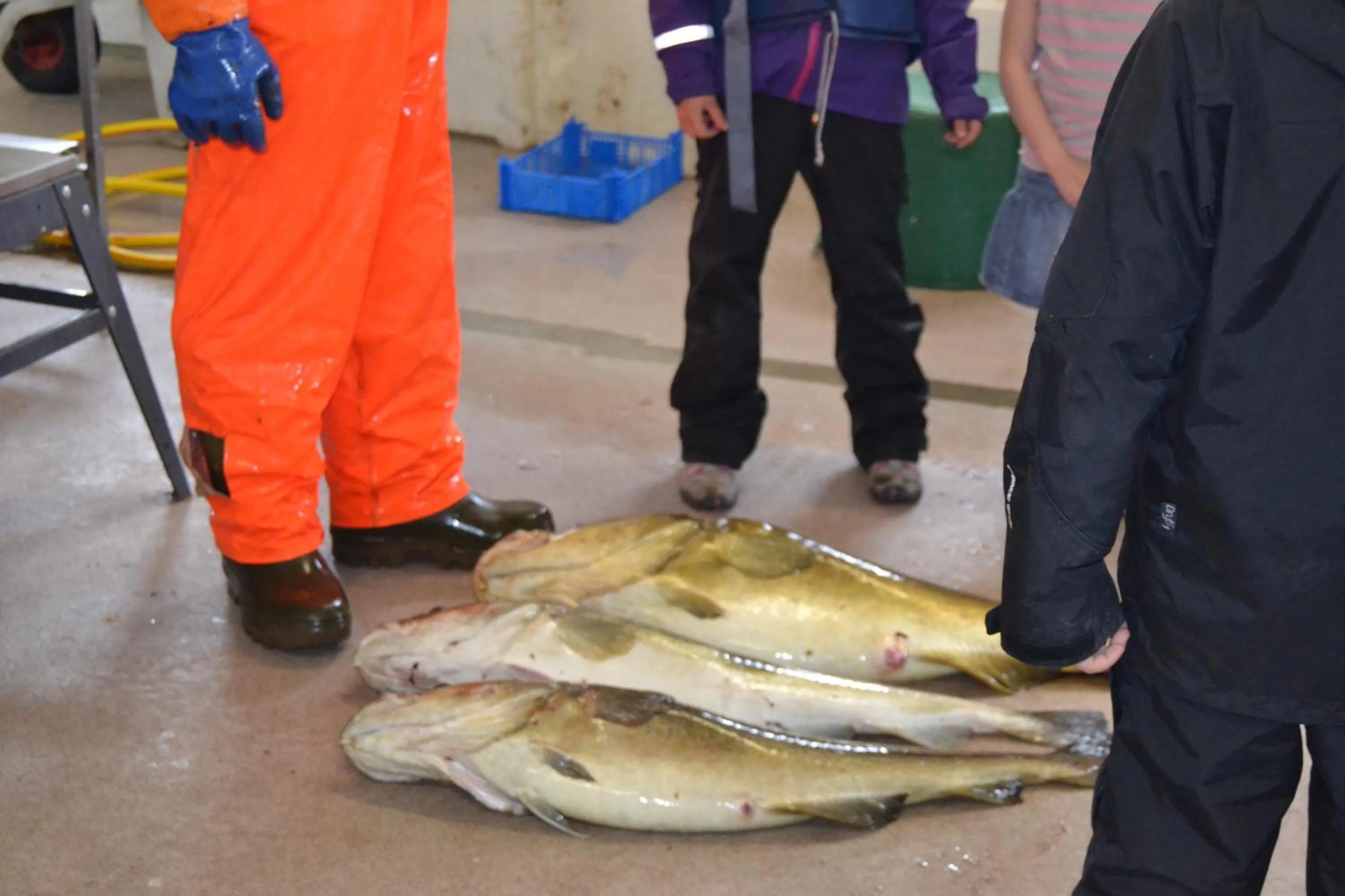 Fishing in Sjøstrand Rorbuer
