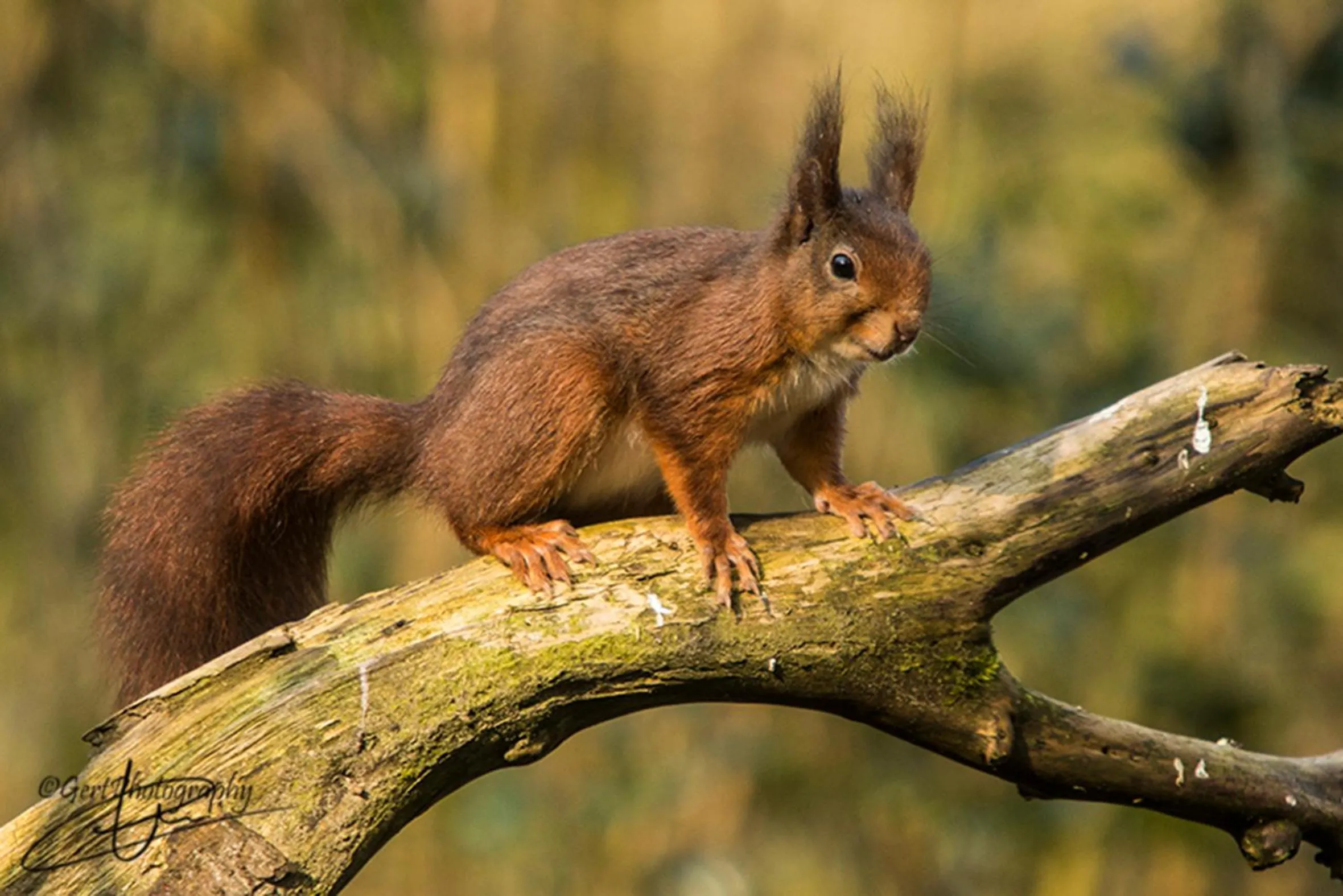 Pets in Hotel Restaurant Eeserhof