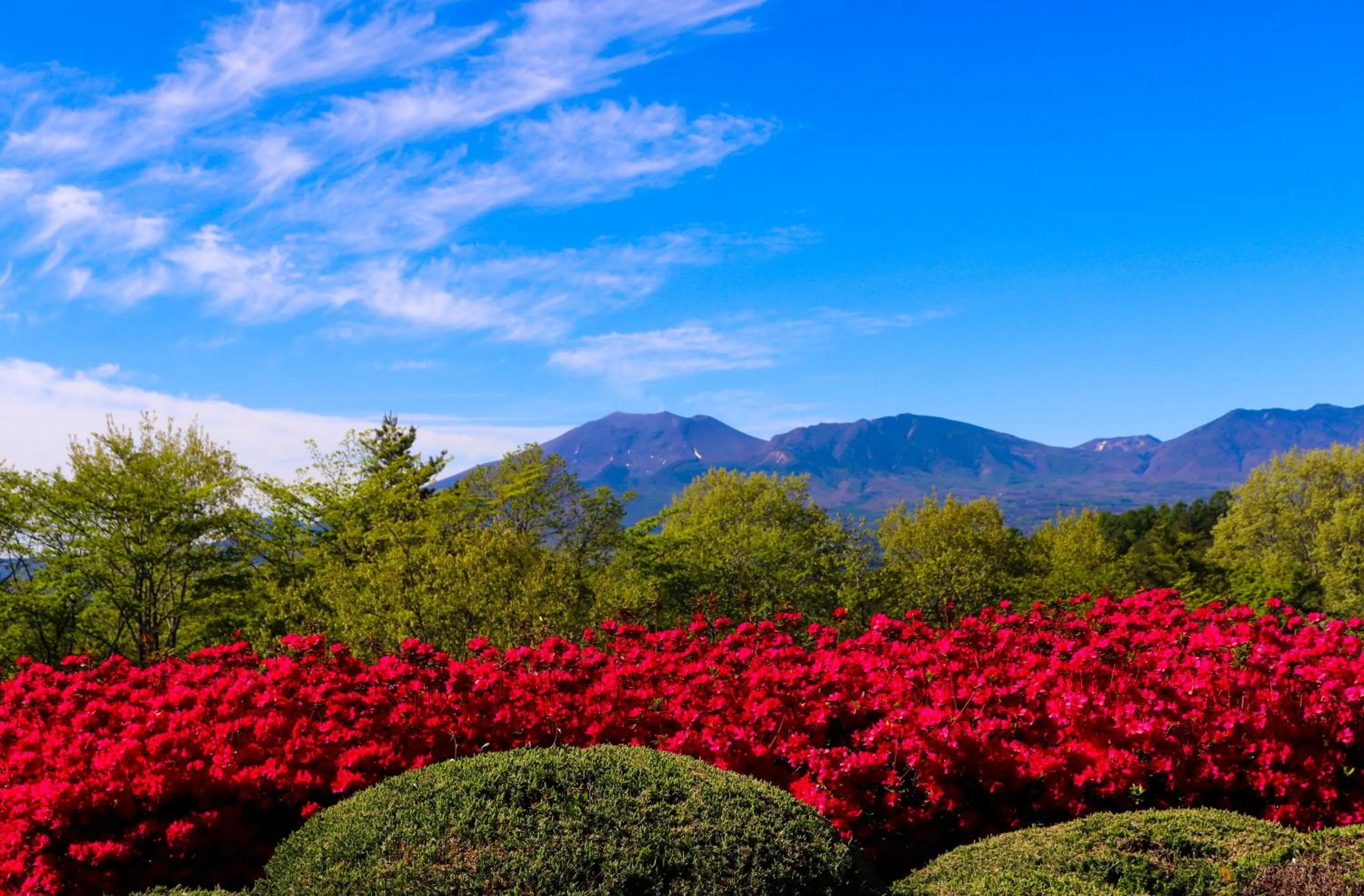 Spring in Tsumagoi Prince Hotel