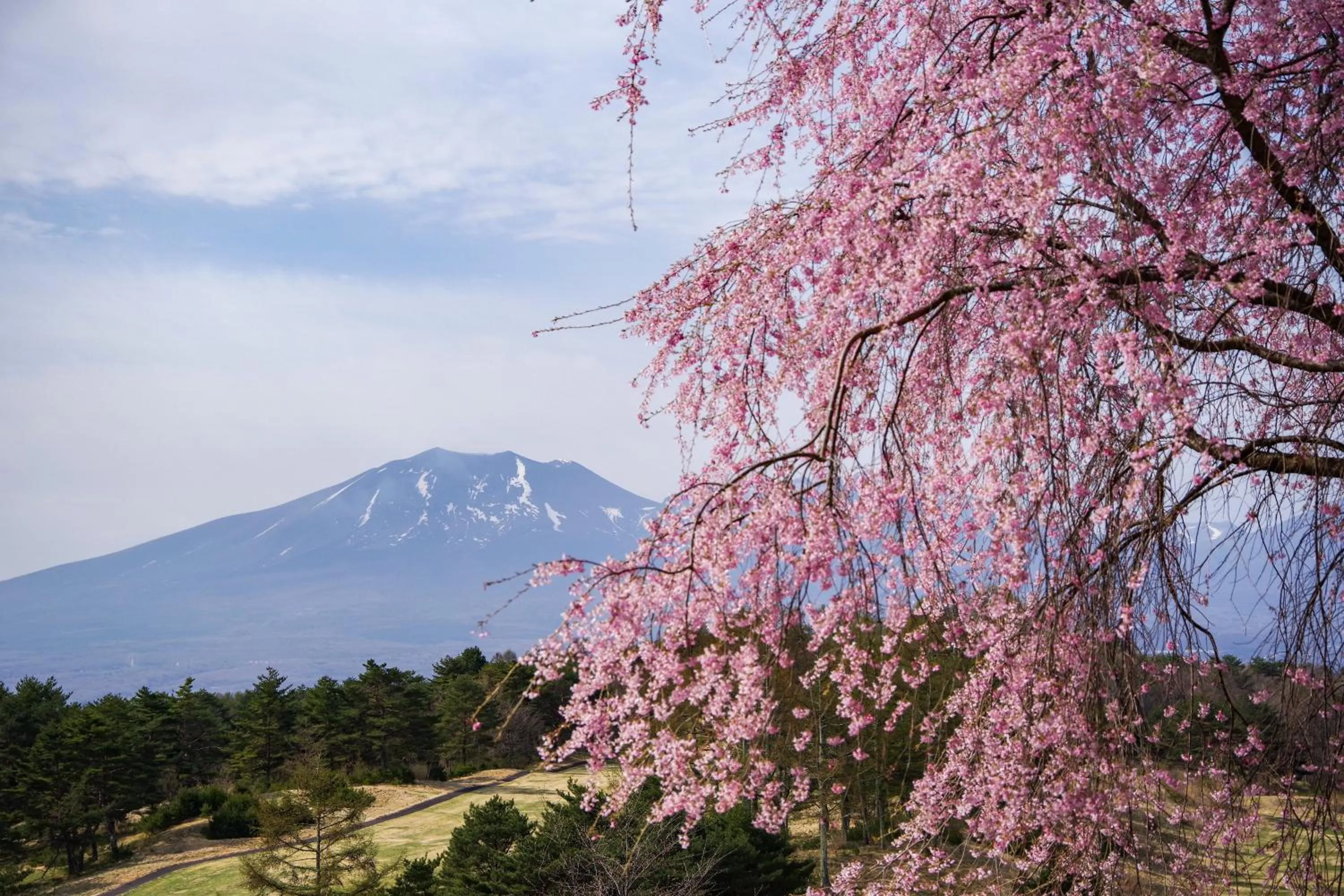 Spring in Tsumagoi Prince Hotel
