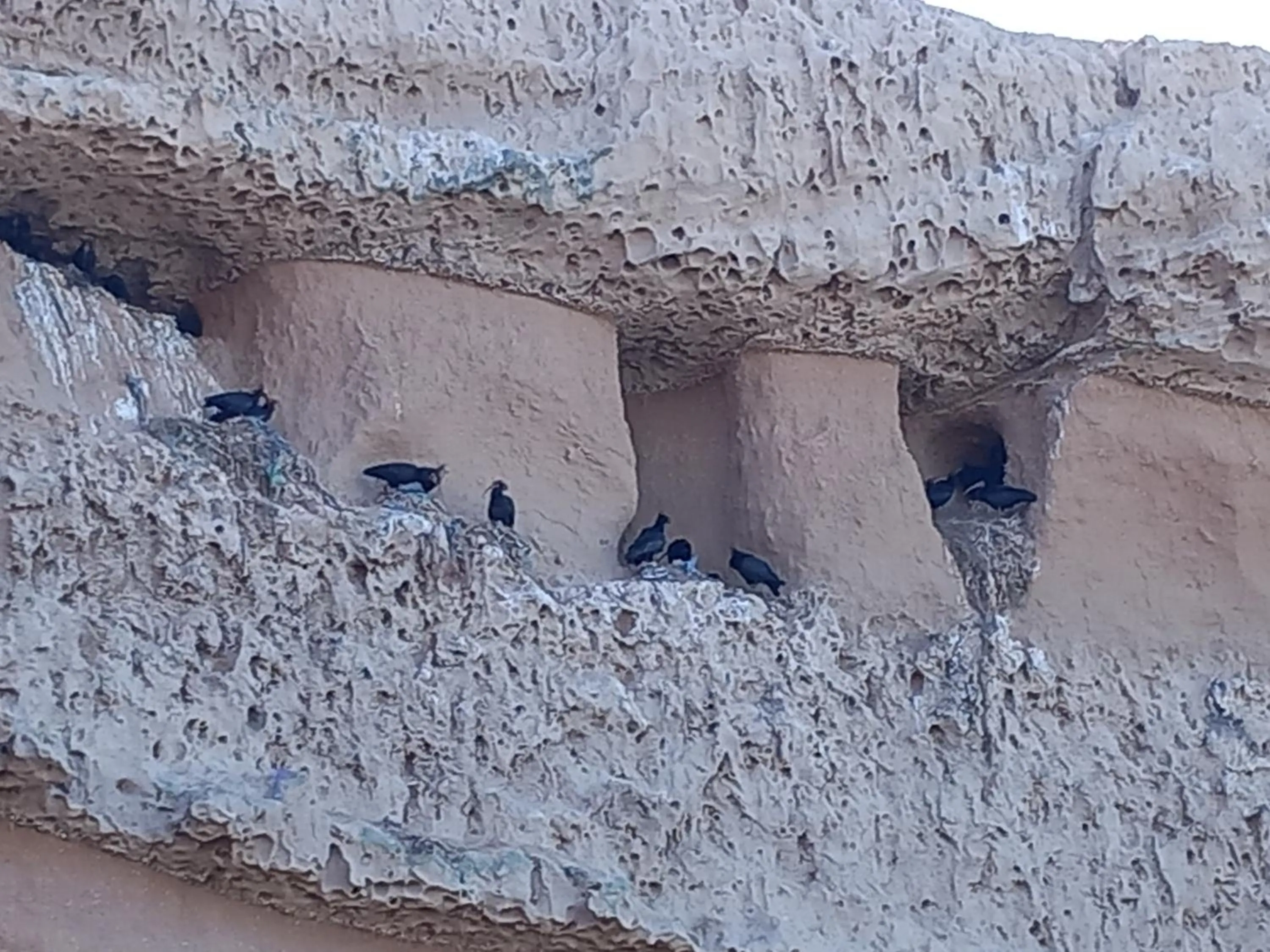 Animals in Résidence Fanti