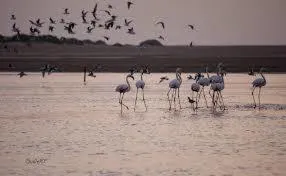 Animals in Résidence Fanti