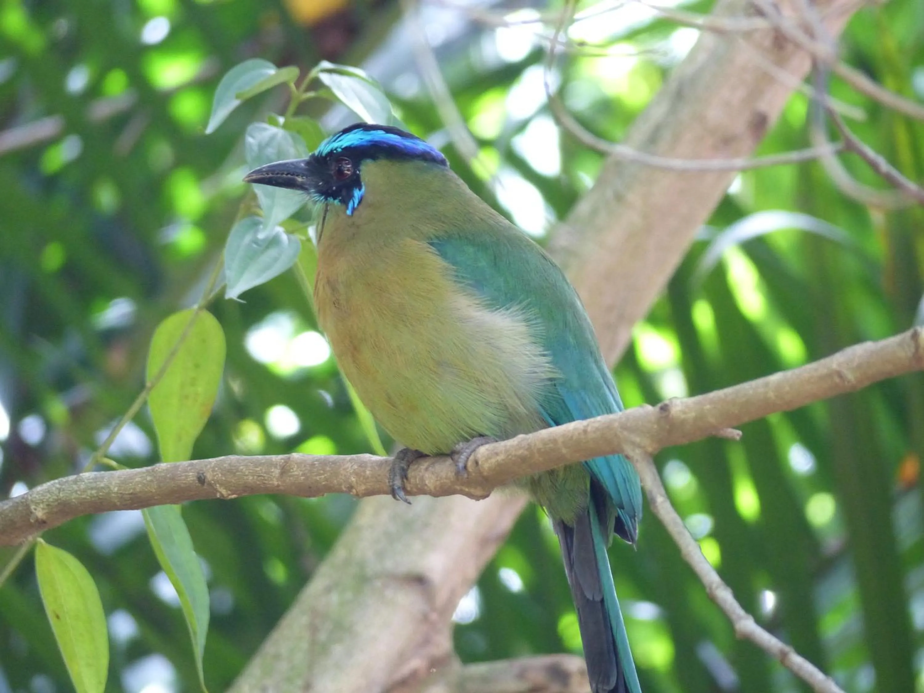 Garden in B&B Garden Grecia