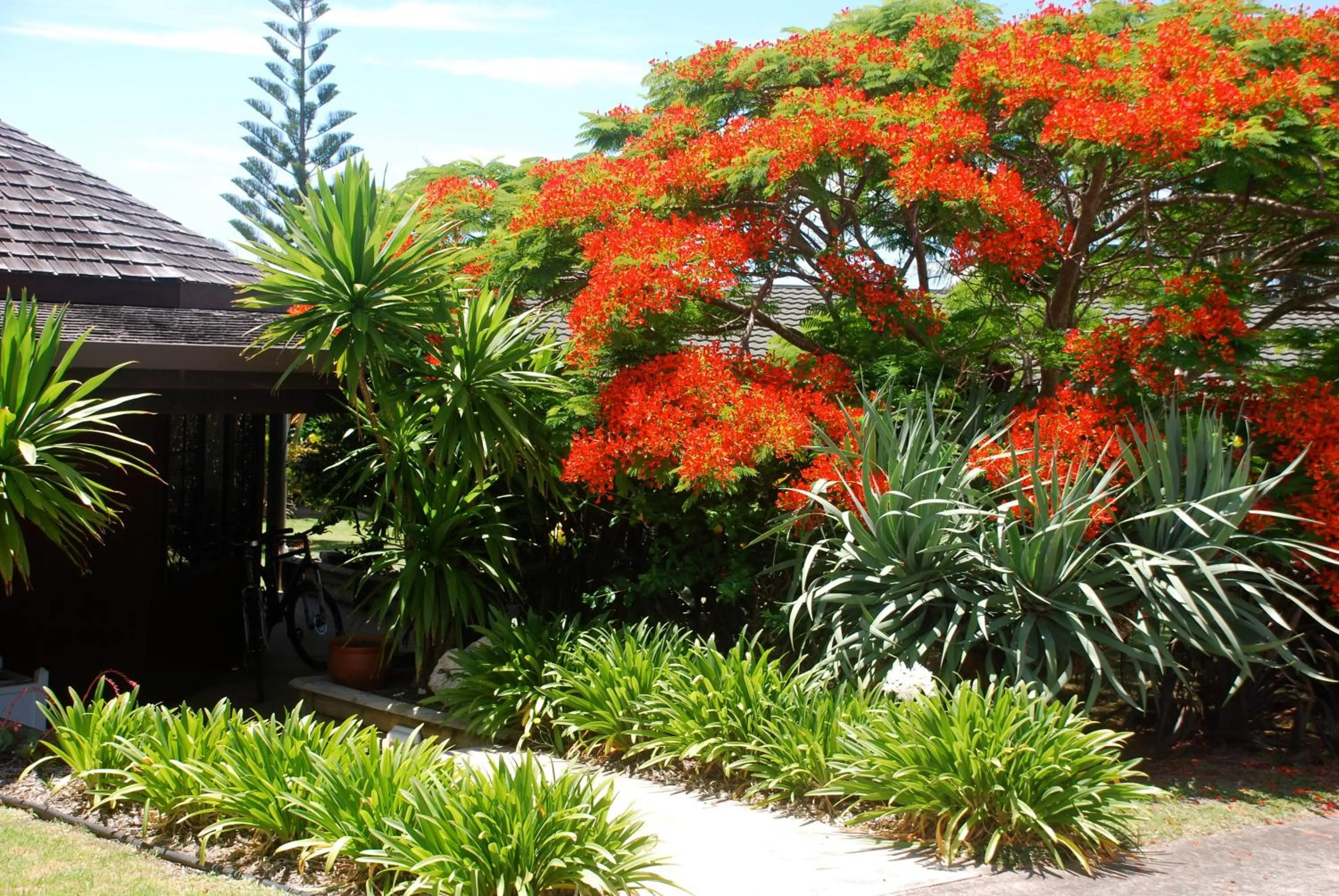 Garden in Coast Norfolk Island