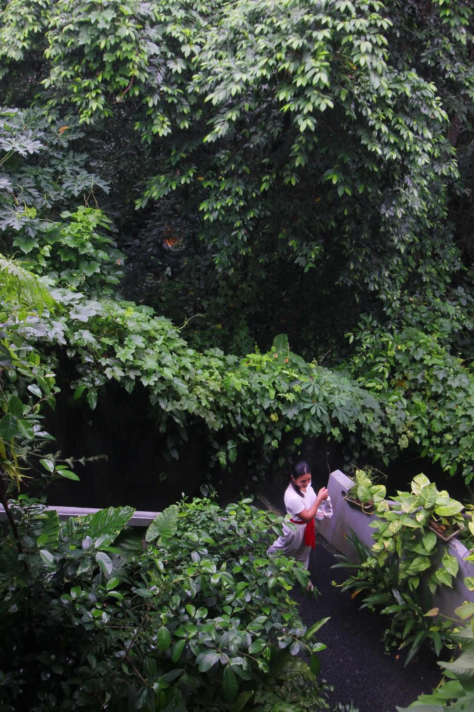 Garden in Sari Gong Guest House, A Trishula Collection