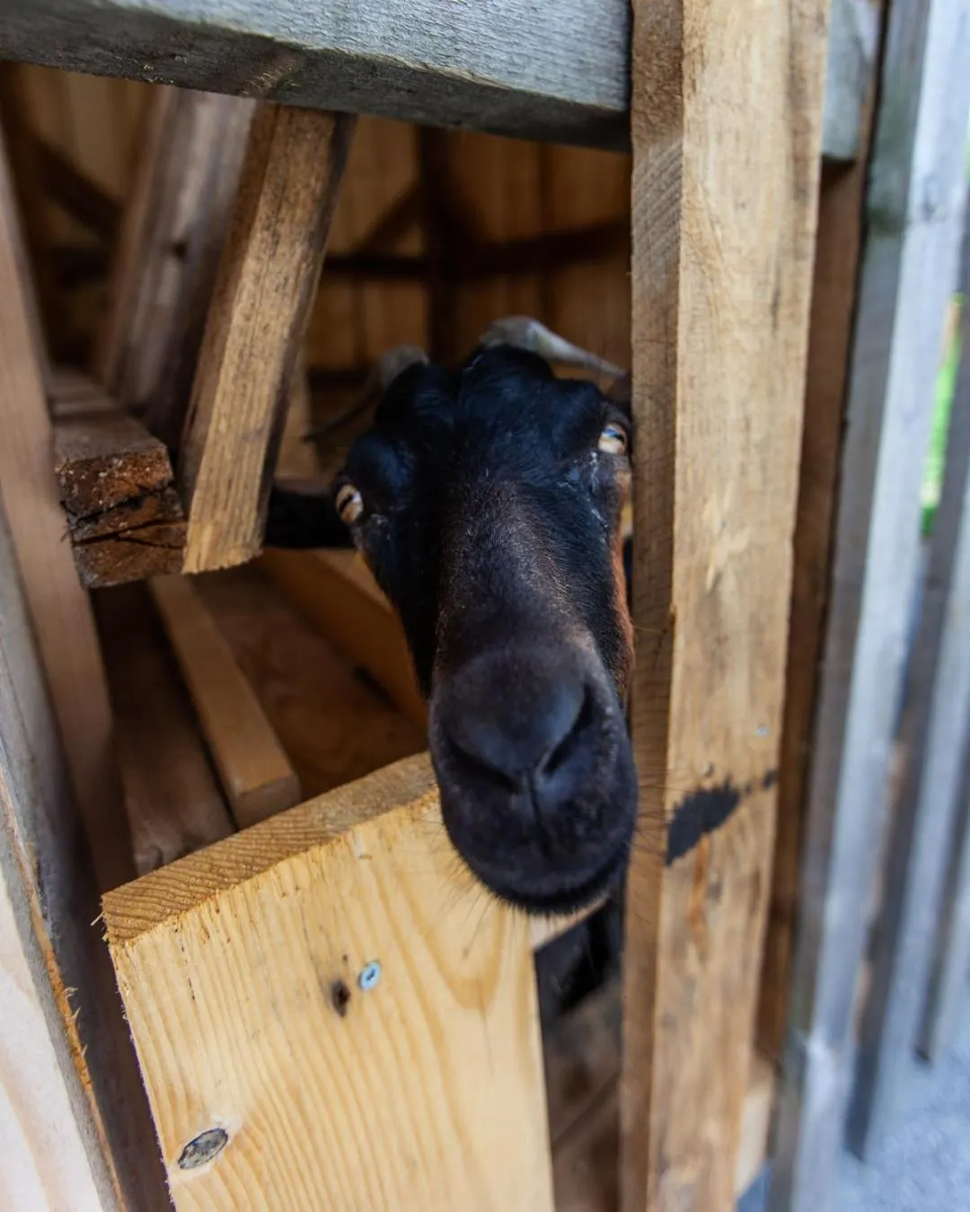 Animals in Aktivhotel Tuxerhof