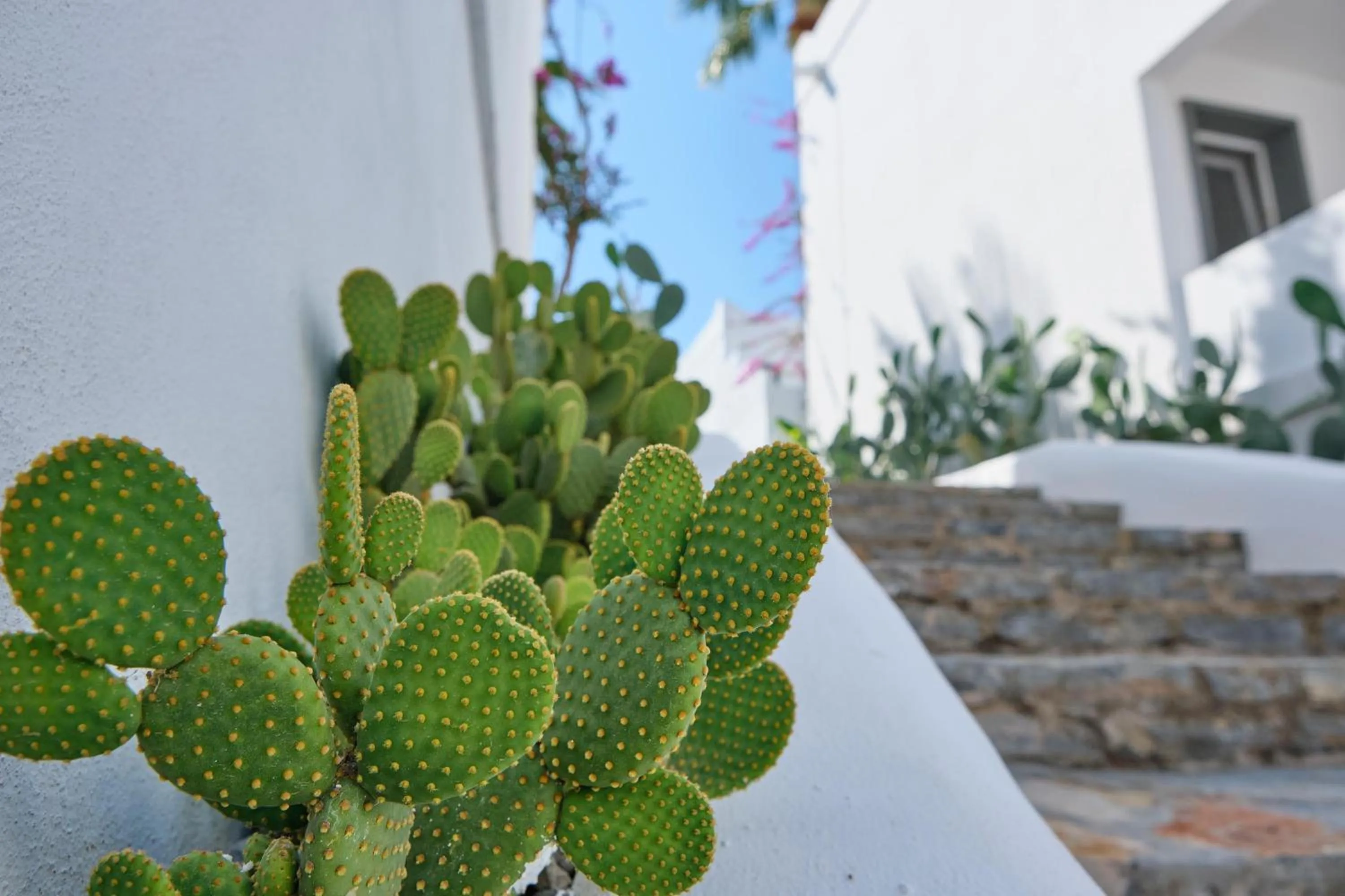 Garden in YAZ Yalıkavak