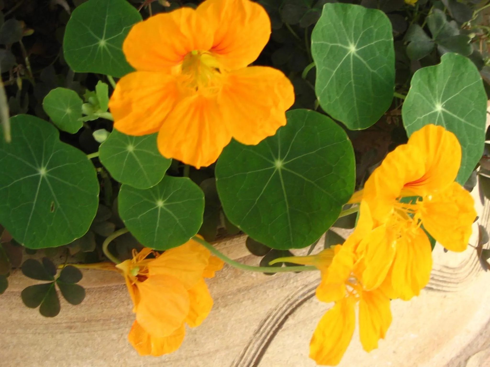 Spring in Emerald Hotel