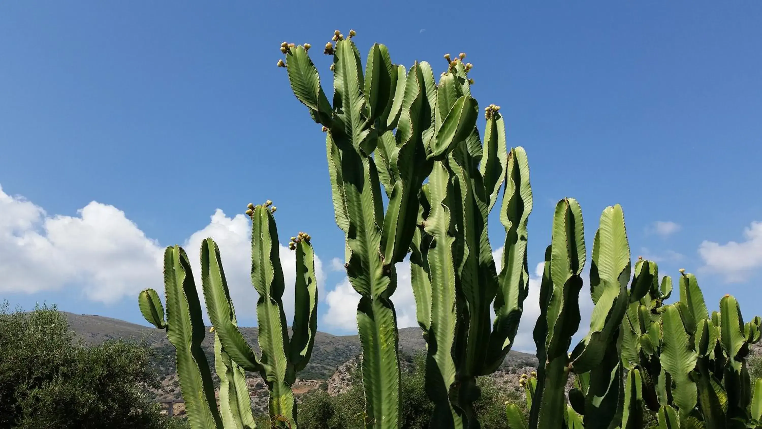 Mountain view in Emerald Hotel Mountain view in Emerald Hotel
