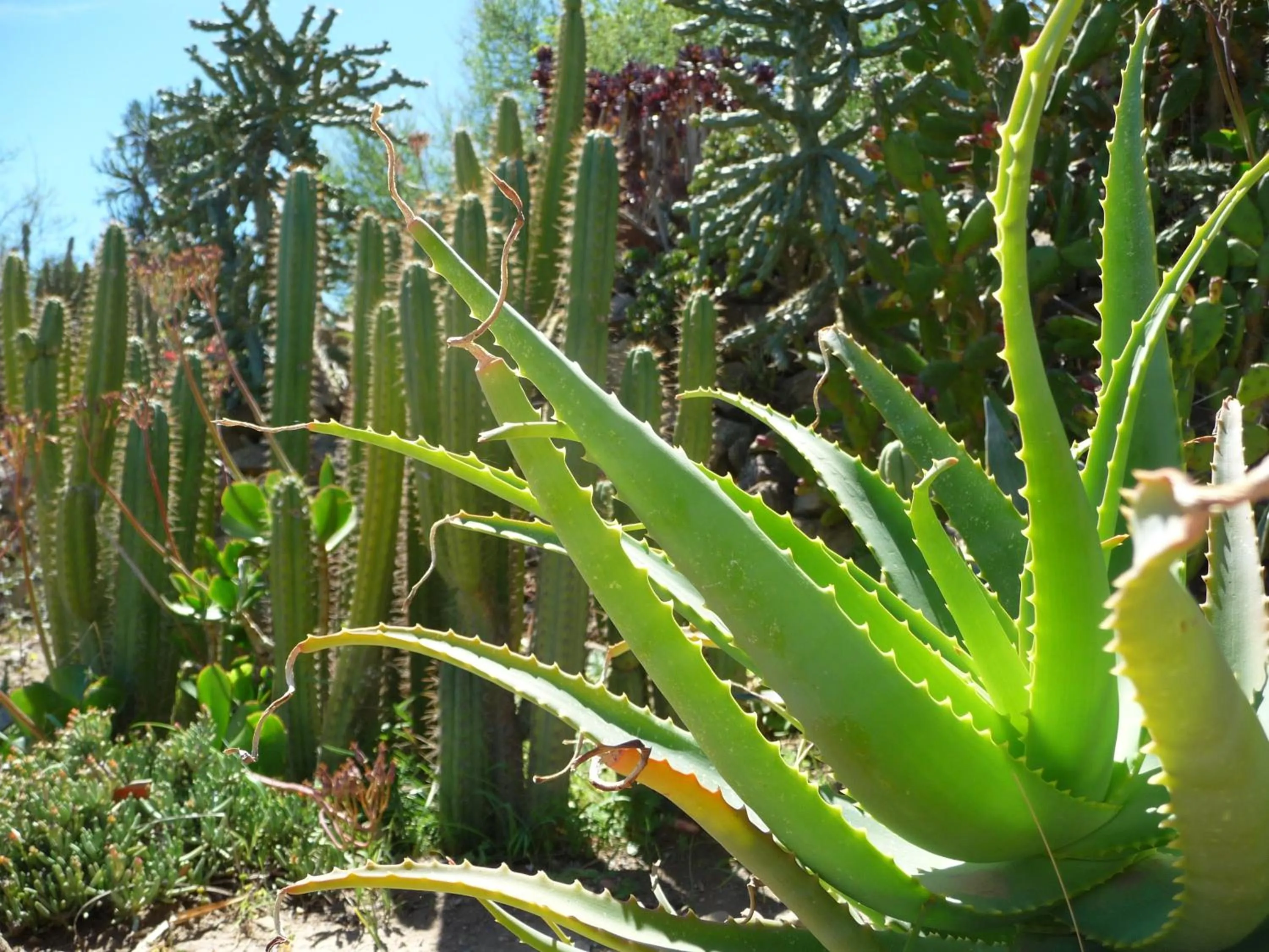 Garden in Karoo Soul