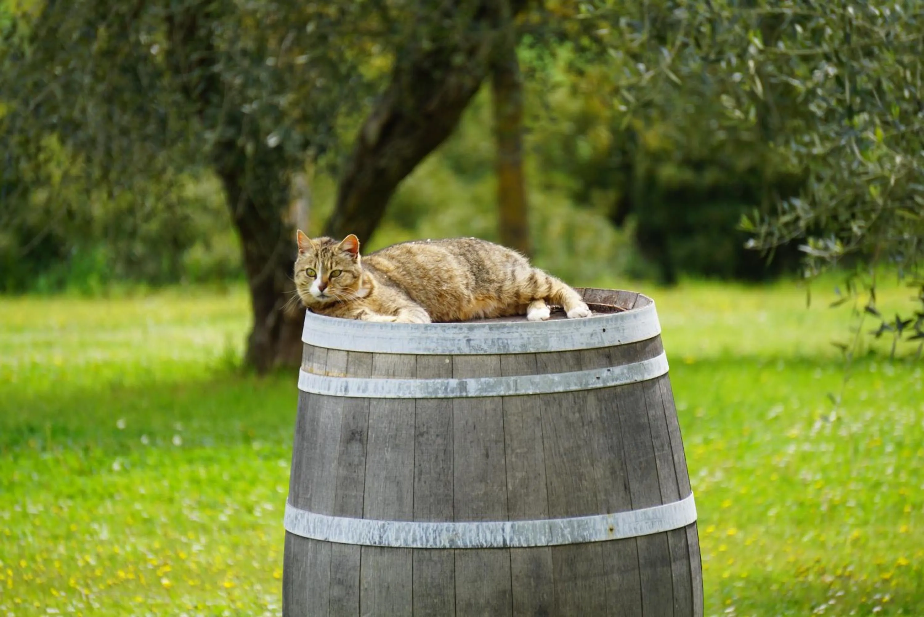 Natural landscape in Fattoria Lornano Winery