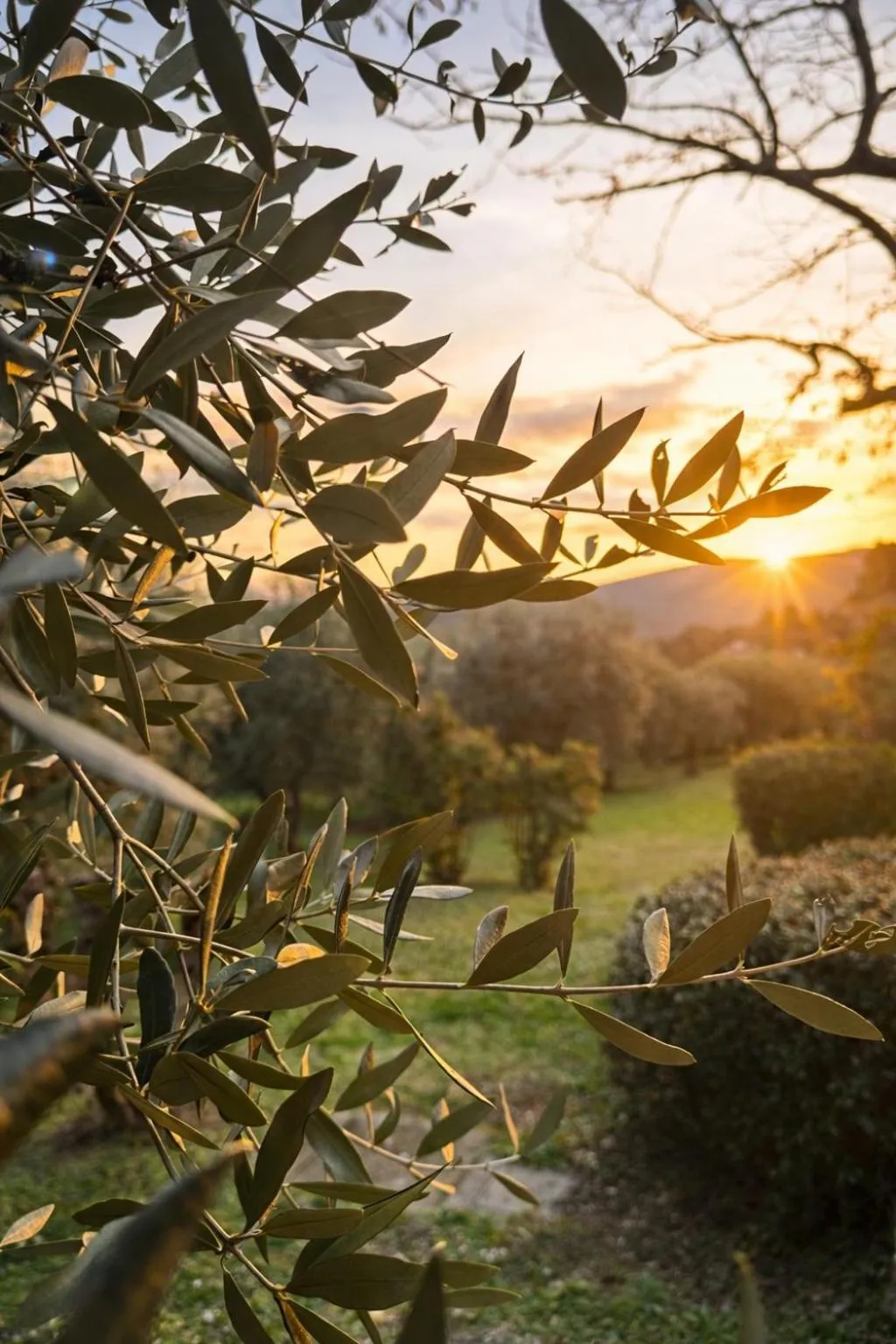 Garden in Fattoria Lornano Winery