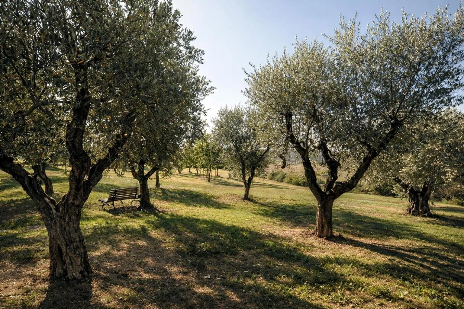 Garden in Fattoria Lornano Winery