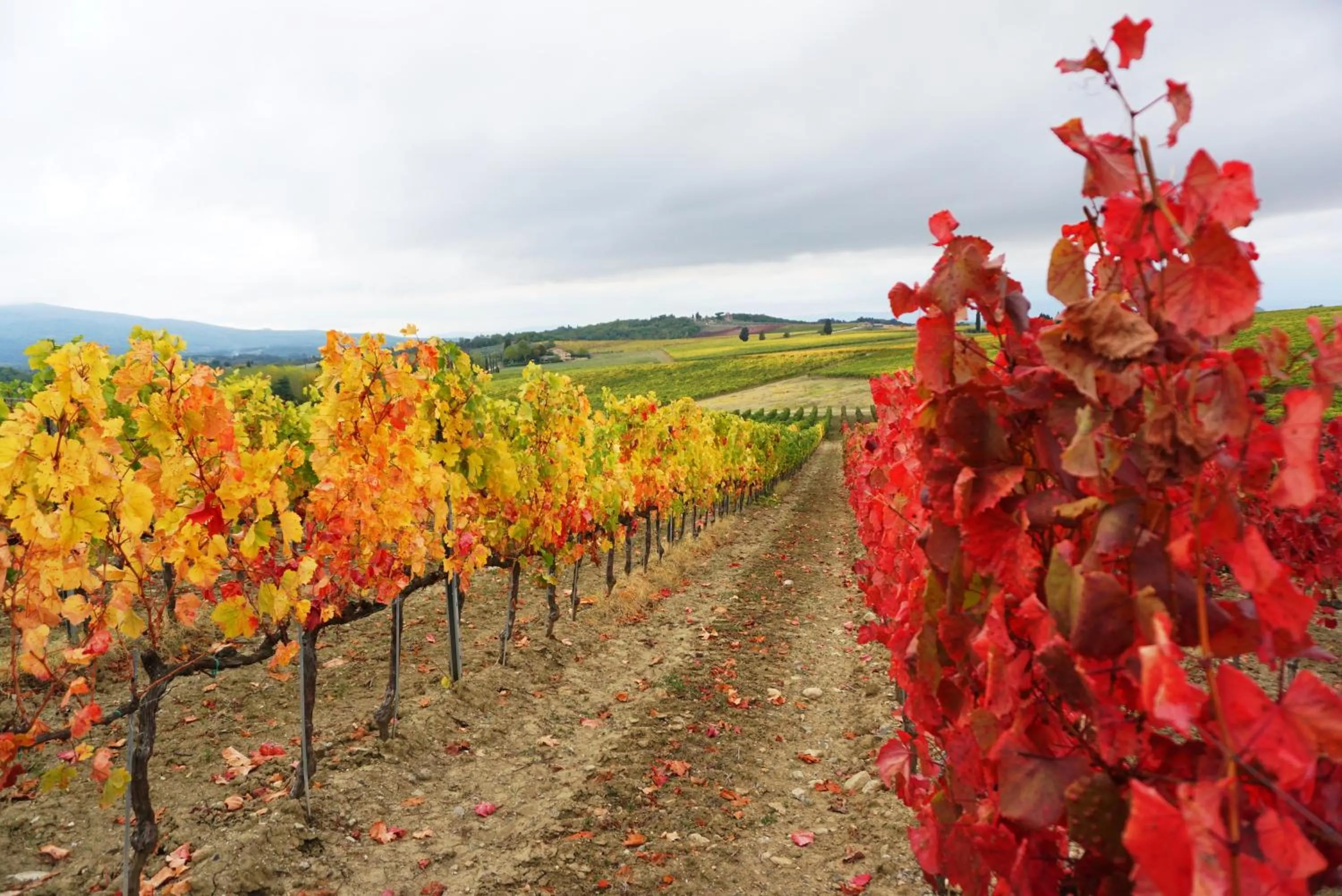 Activities in Fattoria Lornano Winery