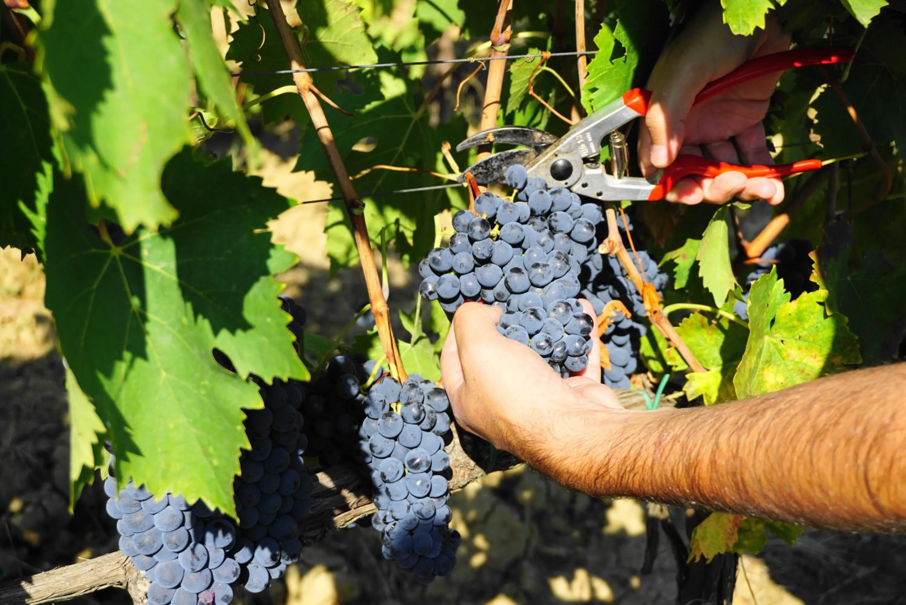 Natural landscape in Fattoria Lornano Winery