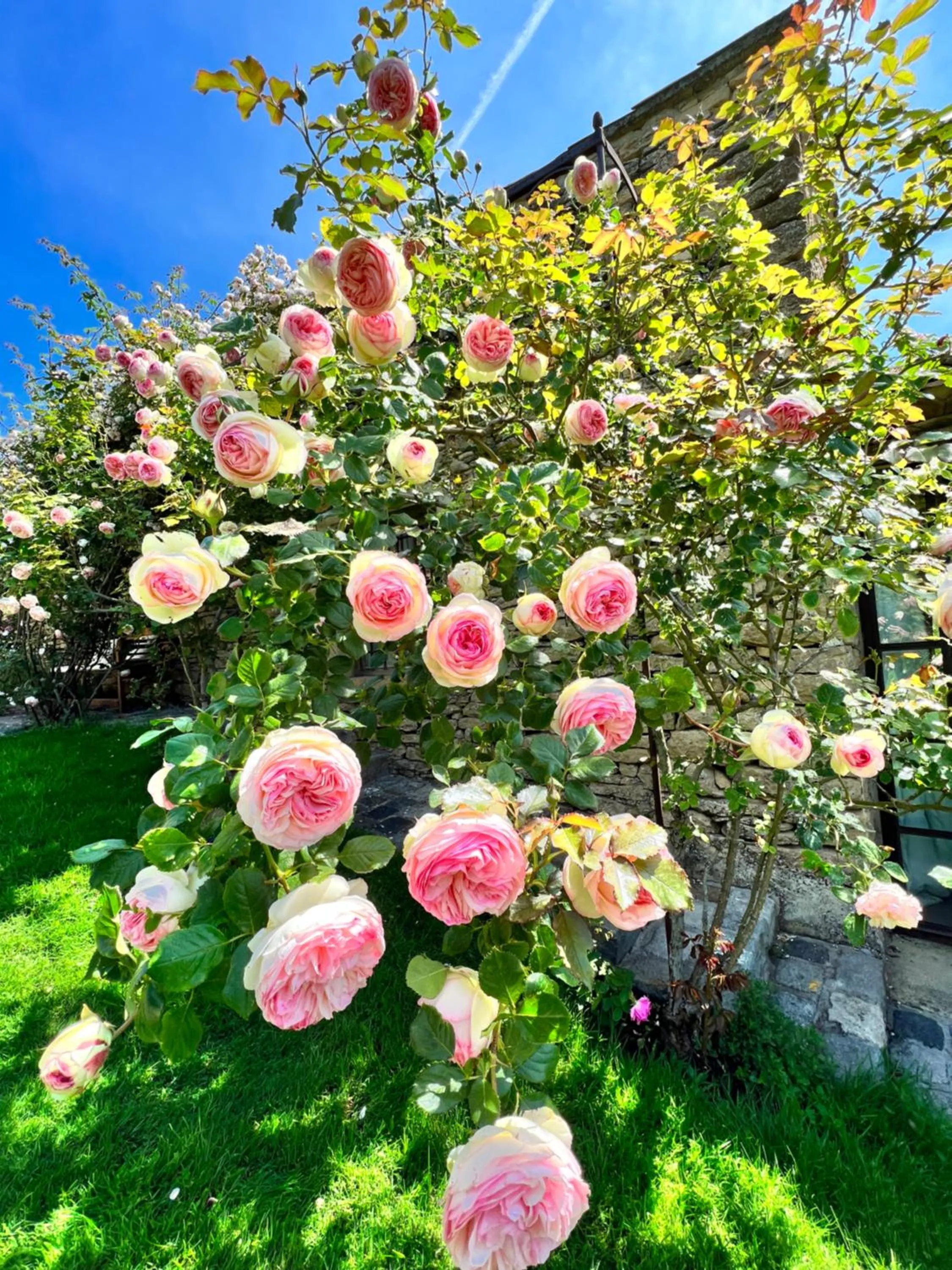Garden in Villa Hautvallon - Peaceful Escape in Provence