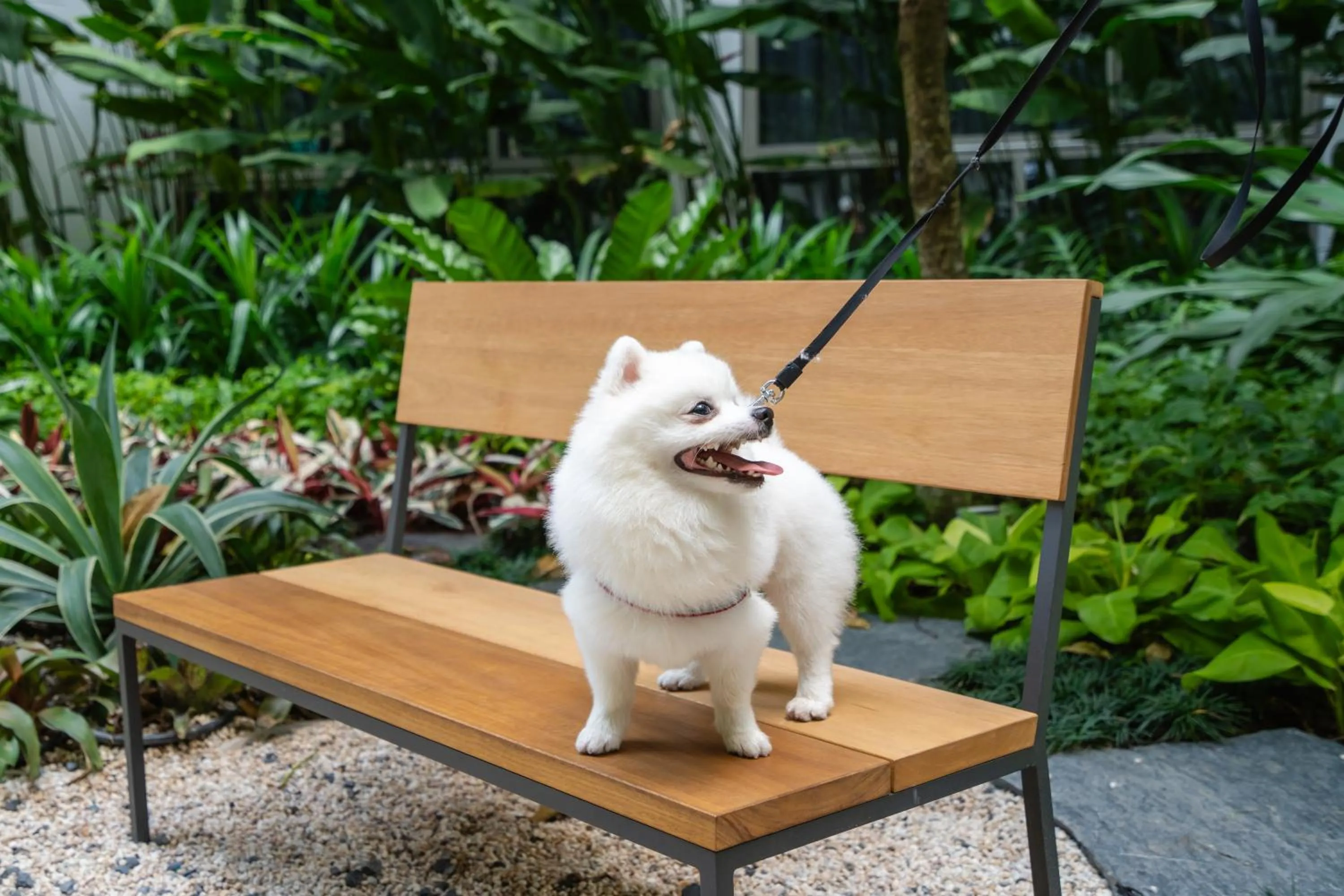 Garden in HOMA Cherngtalay Phuket