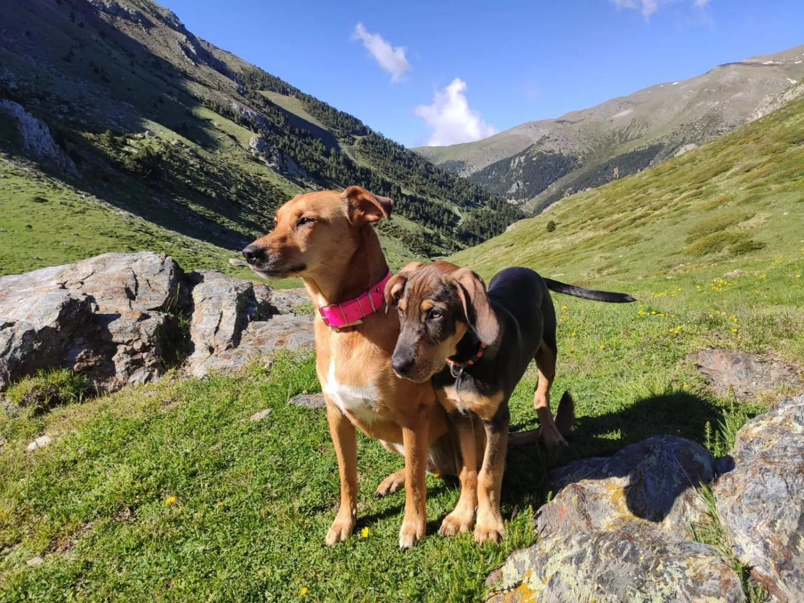 Pets in Apartaments Vall de Núria