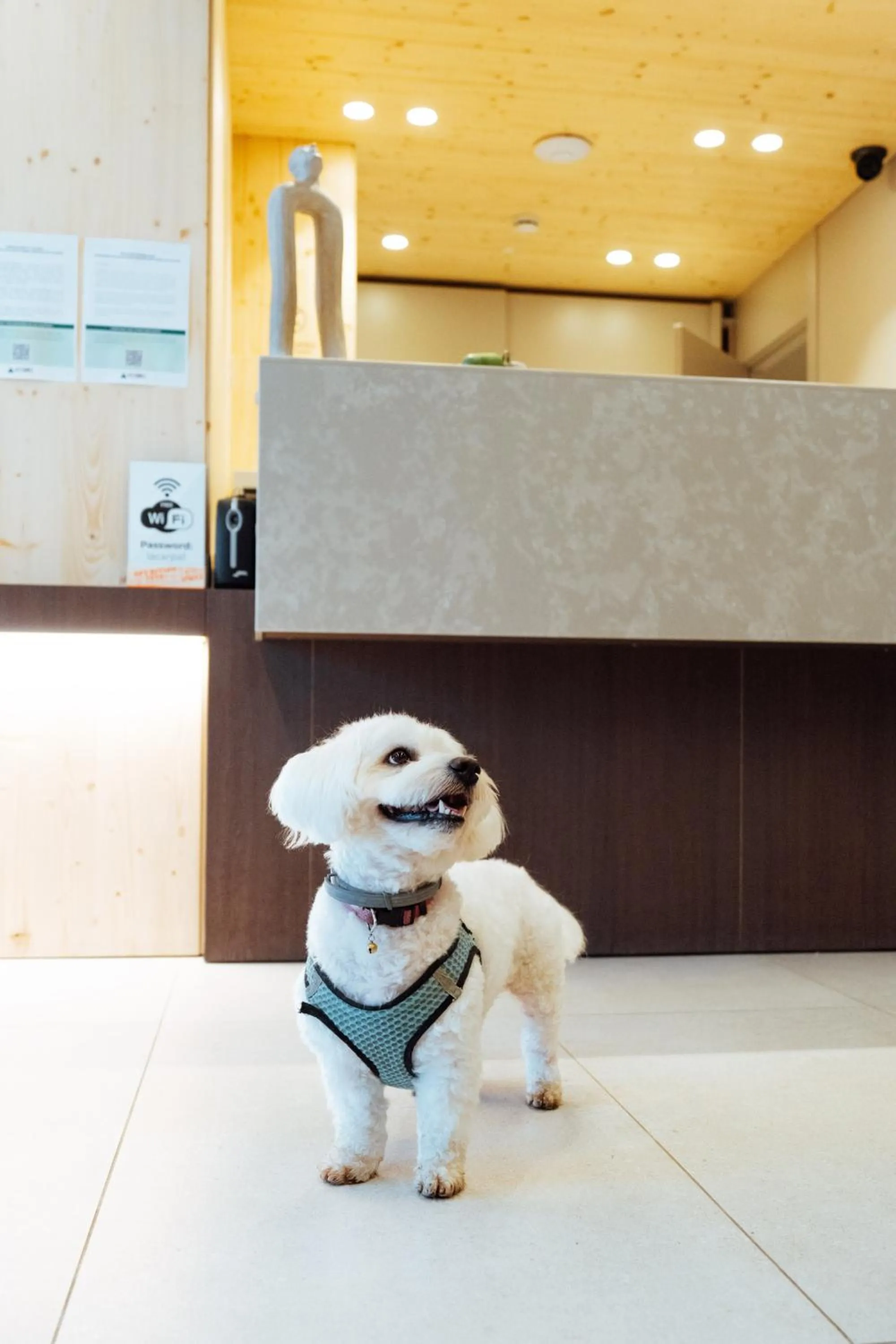Pets in APARTAMENTS LA CARPA