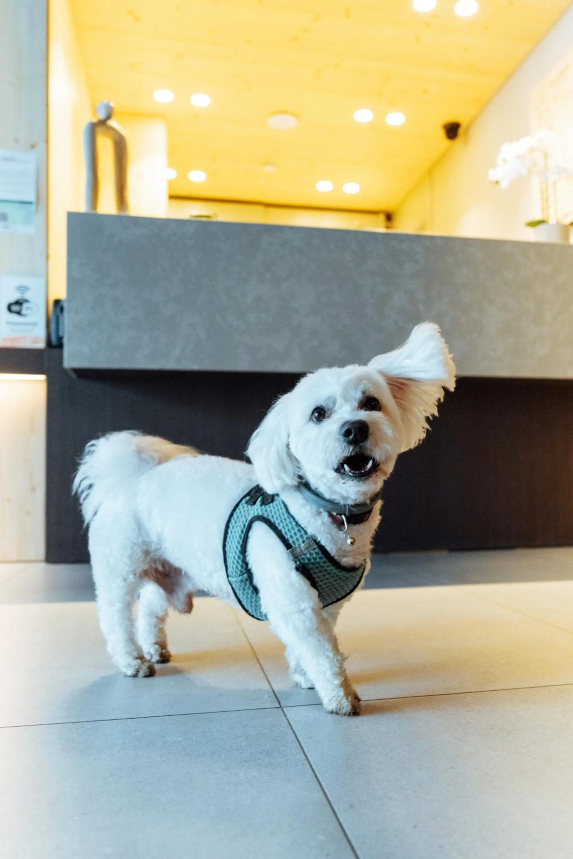 Pets in APARTAMENTS LA CARPA