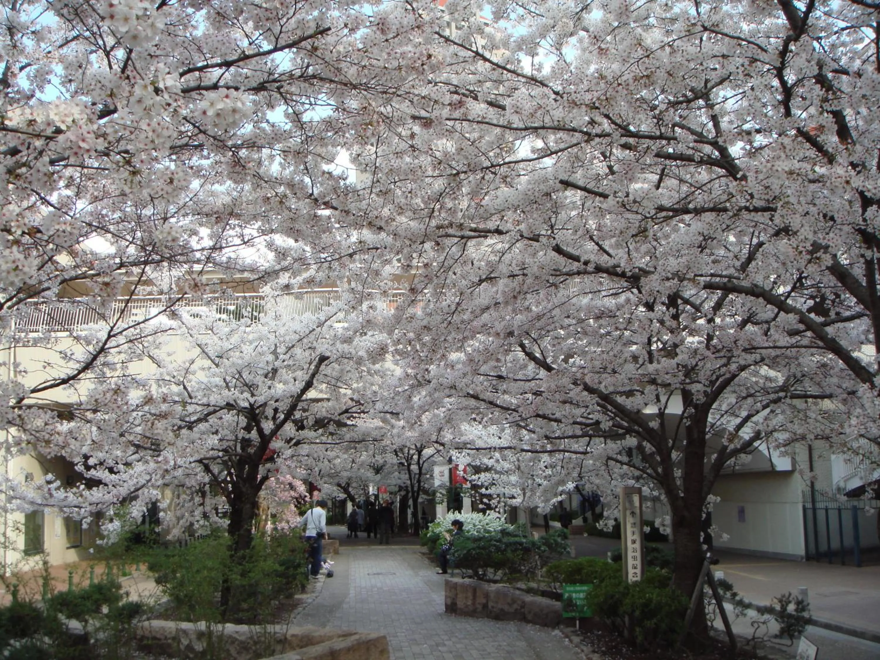 Spring in Hotel Wakamizu