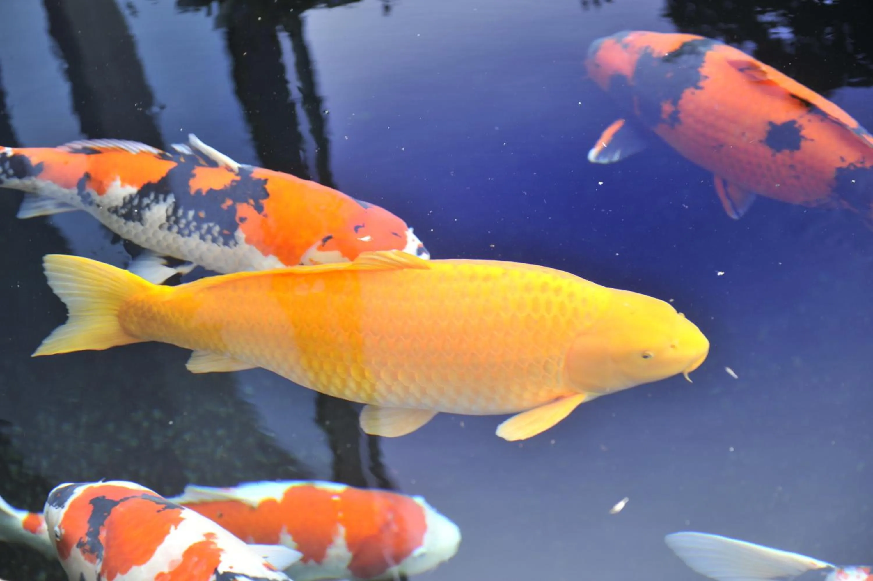 Garden in Hotel Wakamizu