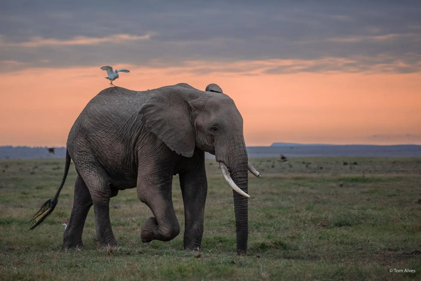Animals in Kibo Villa Amboseli