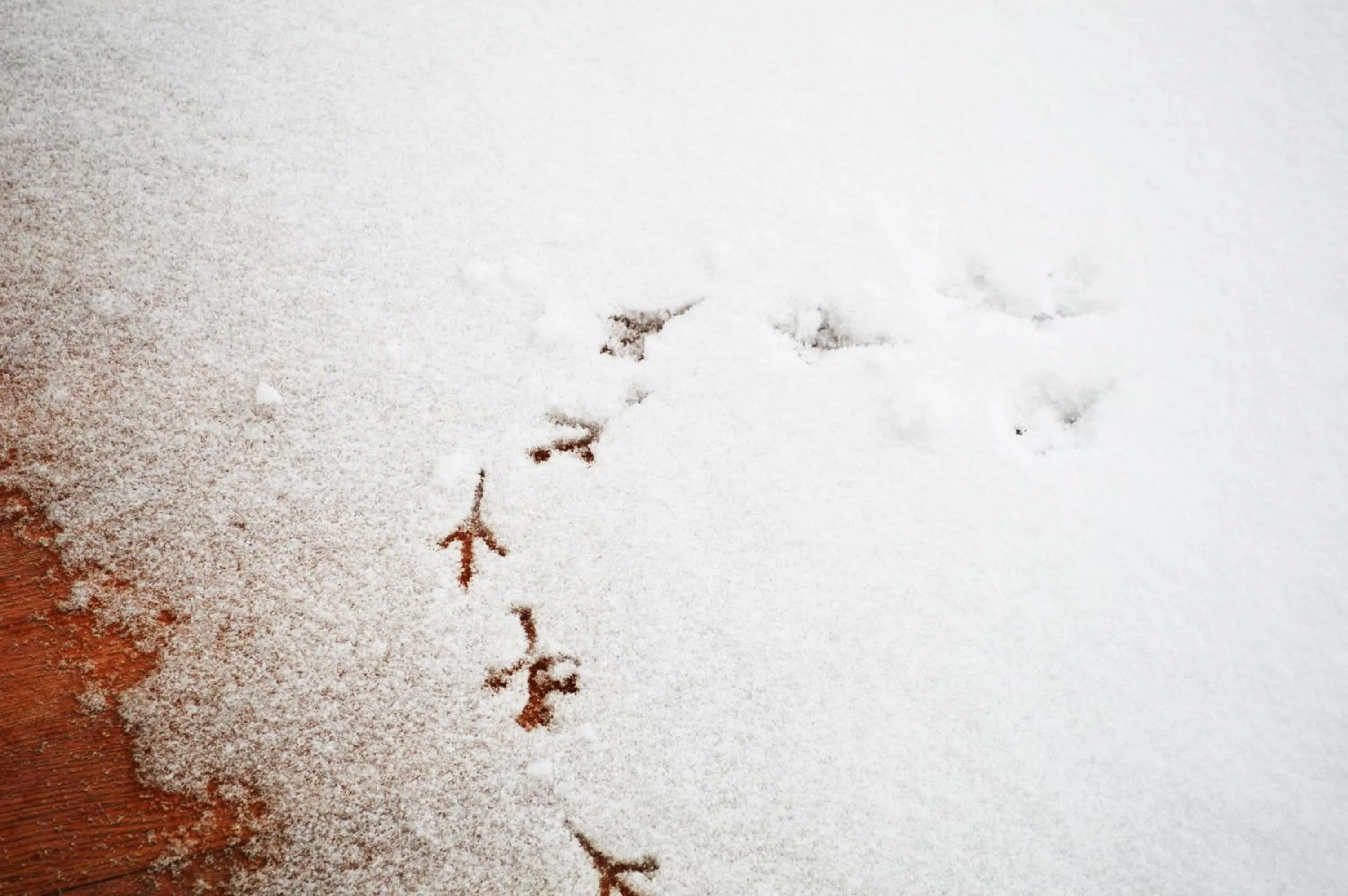 Winter in Manali Outdoor Retreat by Sheosante