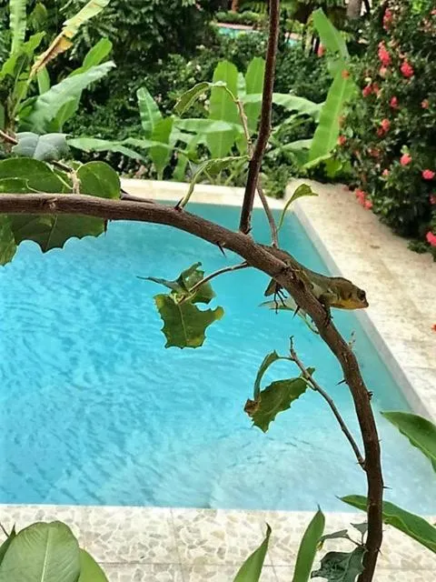 Pool view in Tobago Hibiscus Golf Villas & Appartments