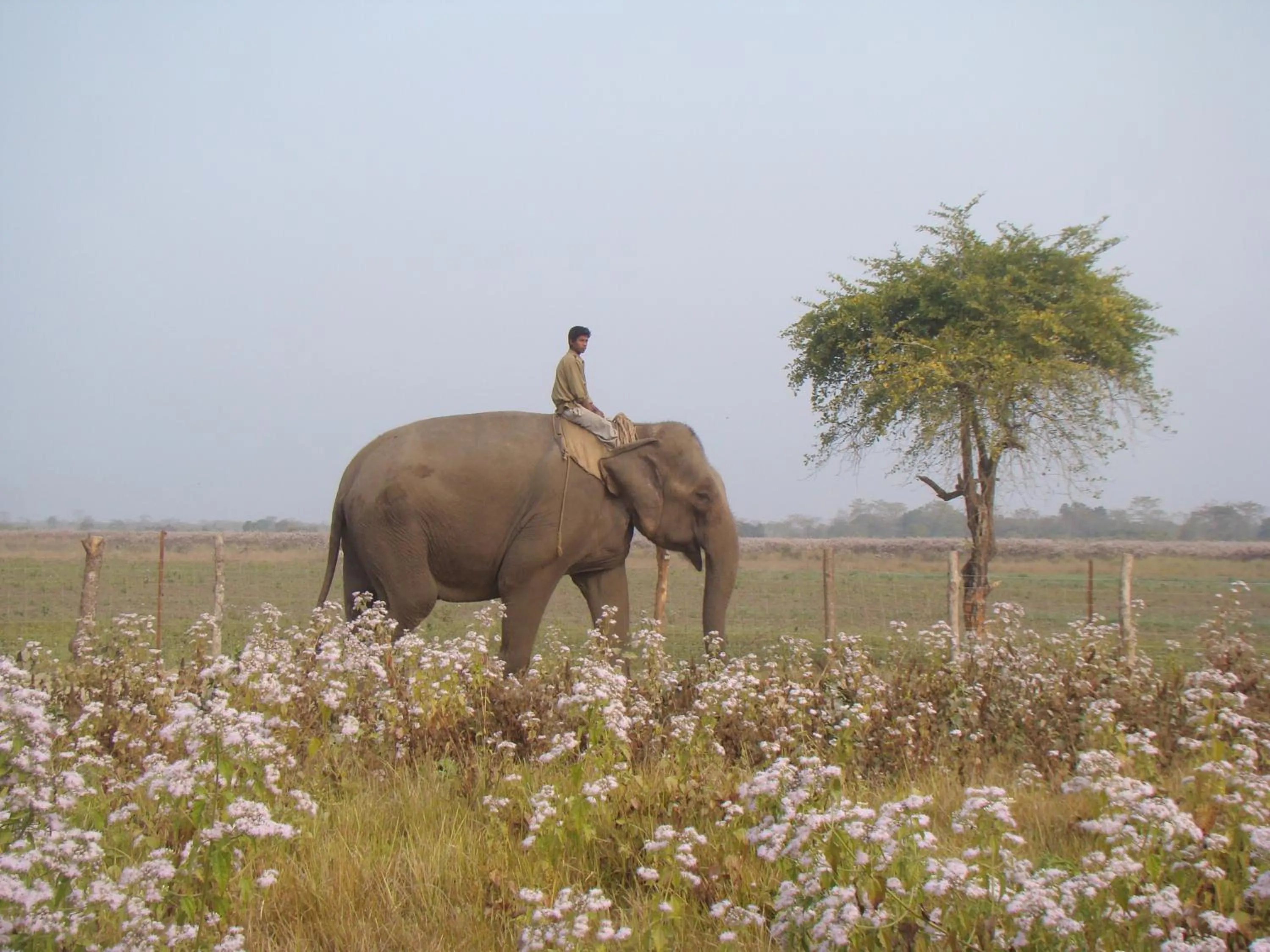 Nearby landmark in Musa Jungle Retreat
