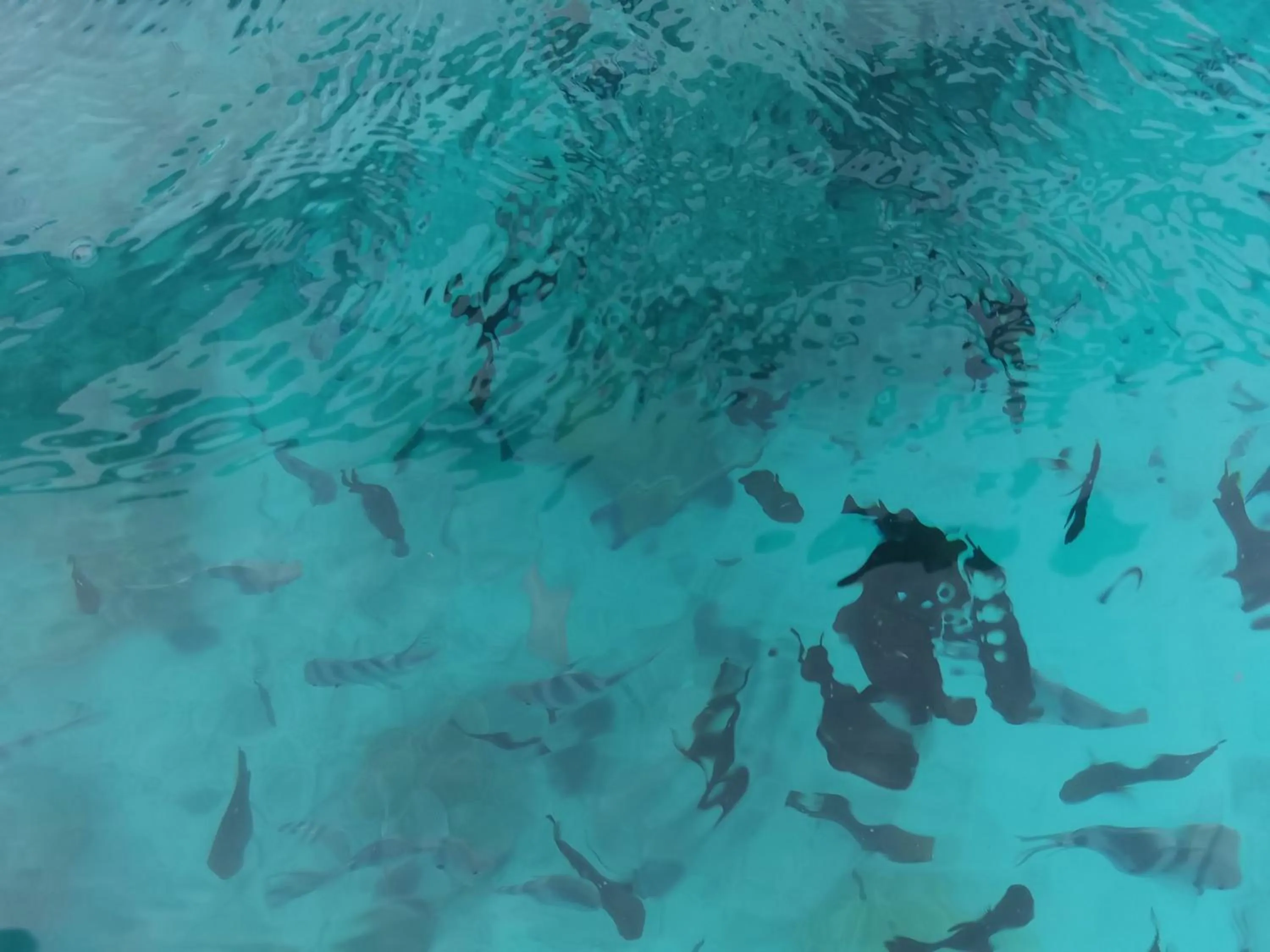 Snorkeling in Holiday Time Bungalows Zanzibar
