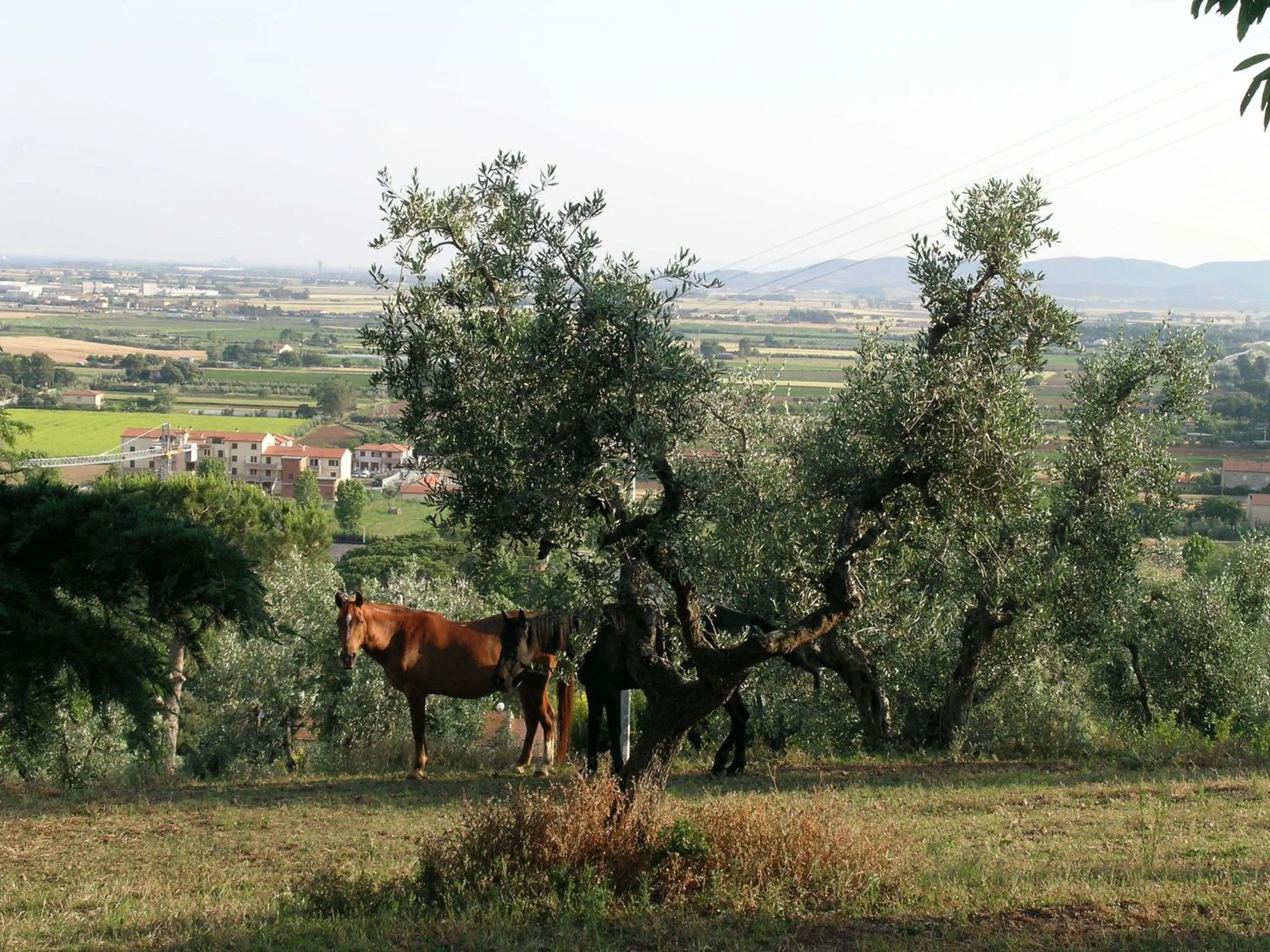 B&B Villa il Poggetto