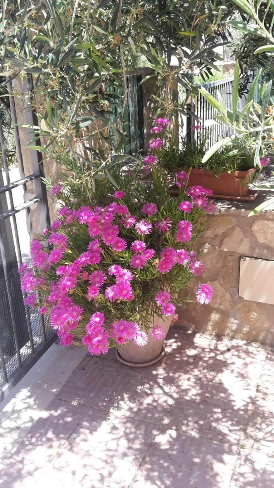 Patio in Modus B&B