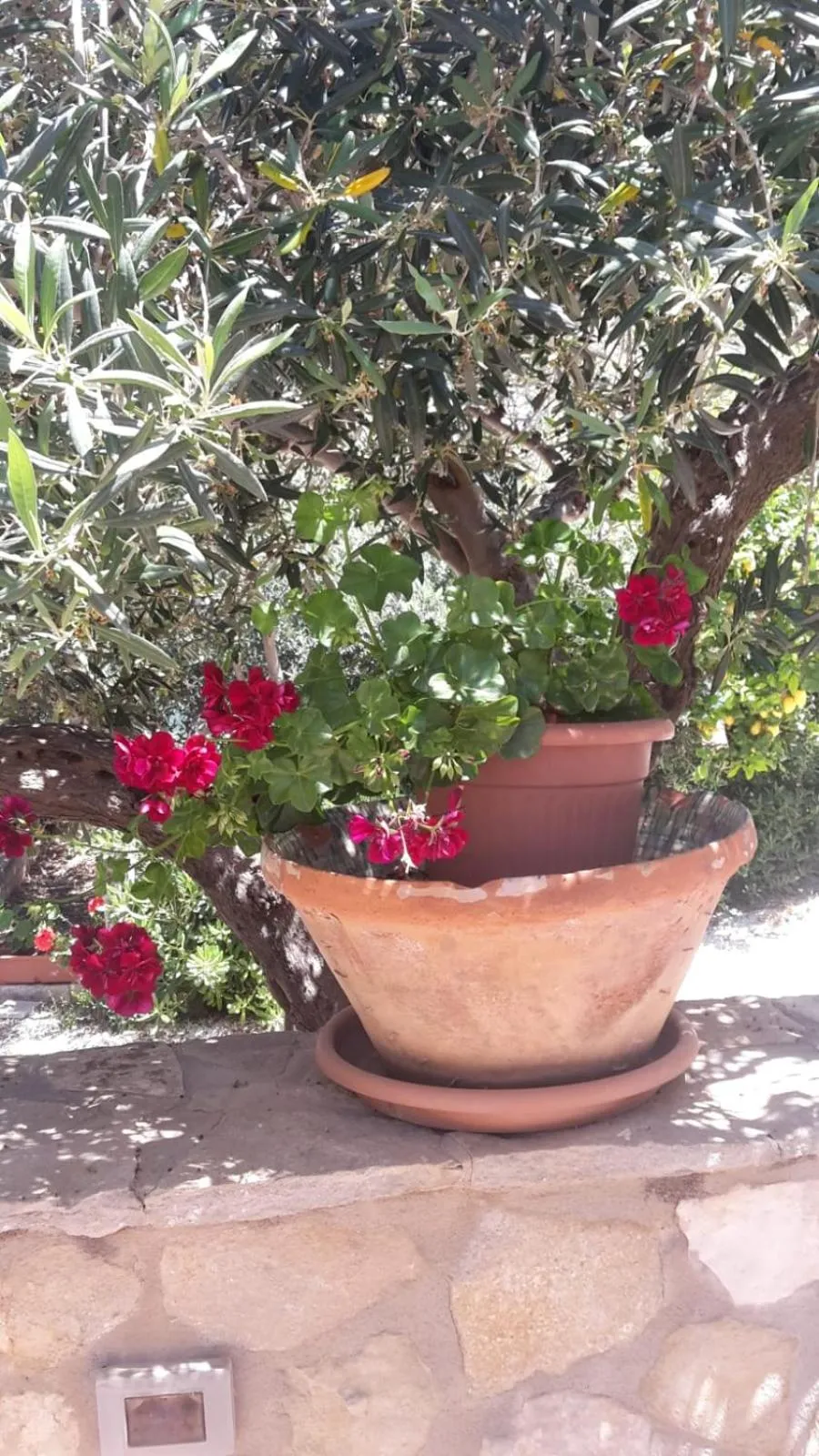 Garden view in Modus B&B