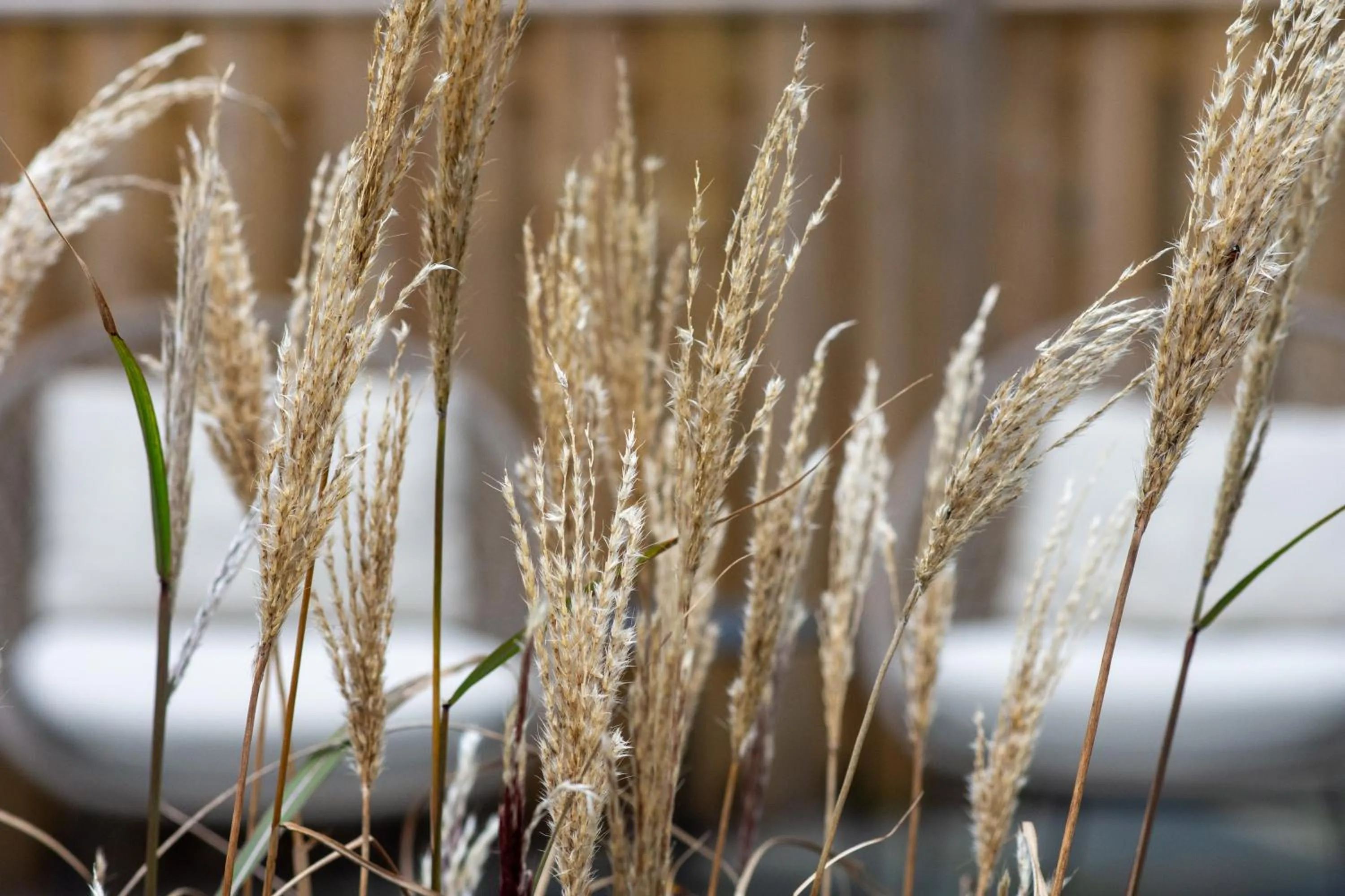 Strandhotel de Logerij Renesse