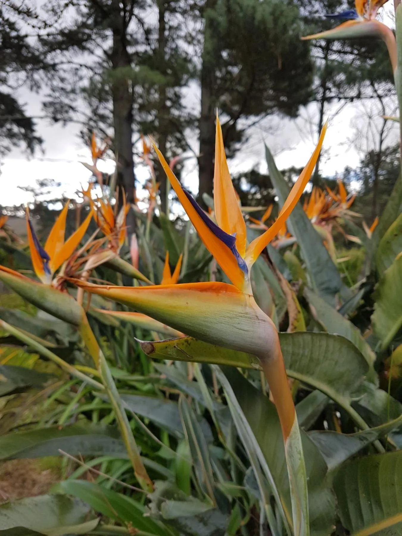 Garden in Wildekrans Country House