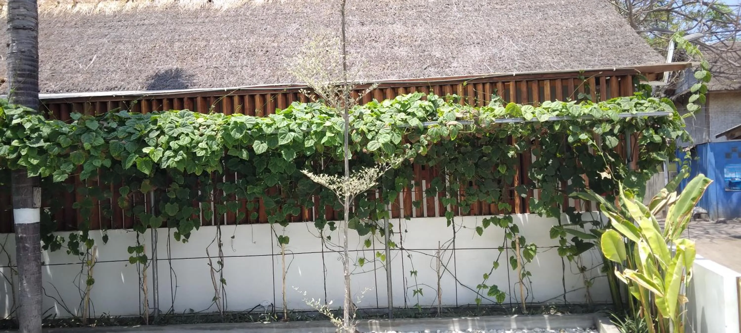 Garden in Roots Hotel Trawangan