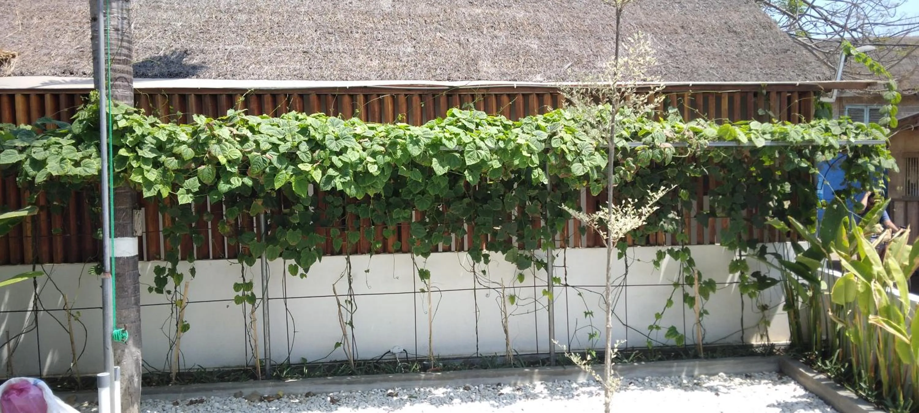 Garden in Roots Hotel Trawangan