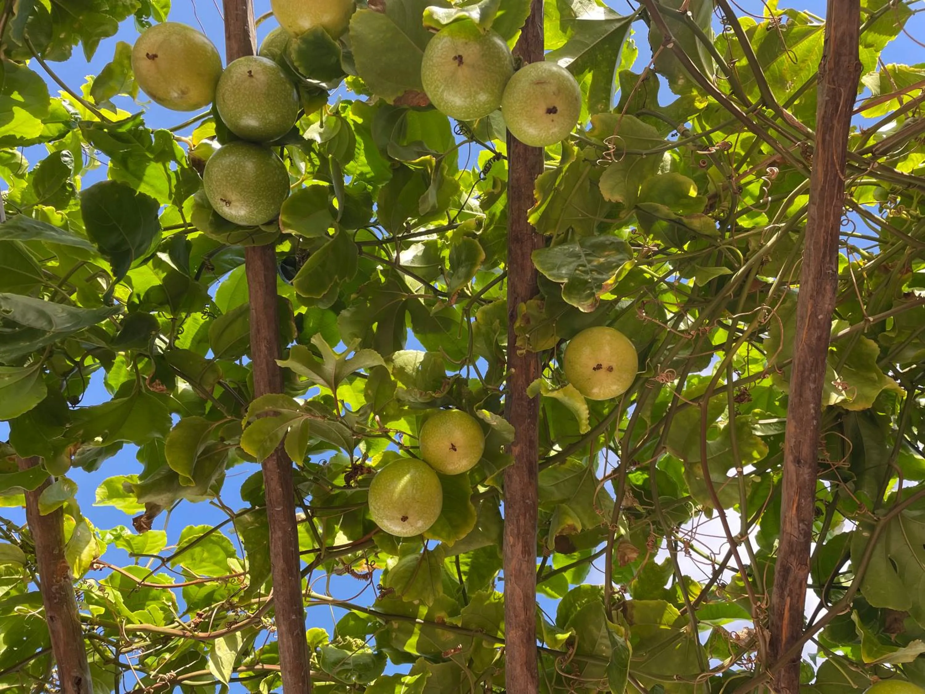Facade/entrance in umbila:Barra