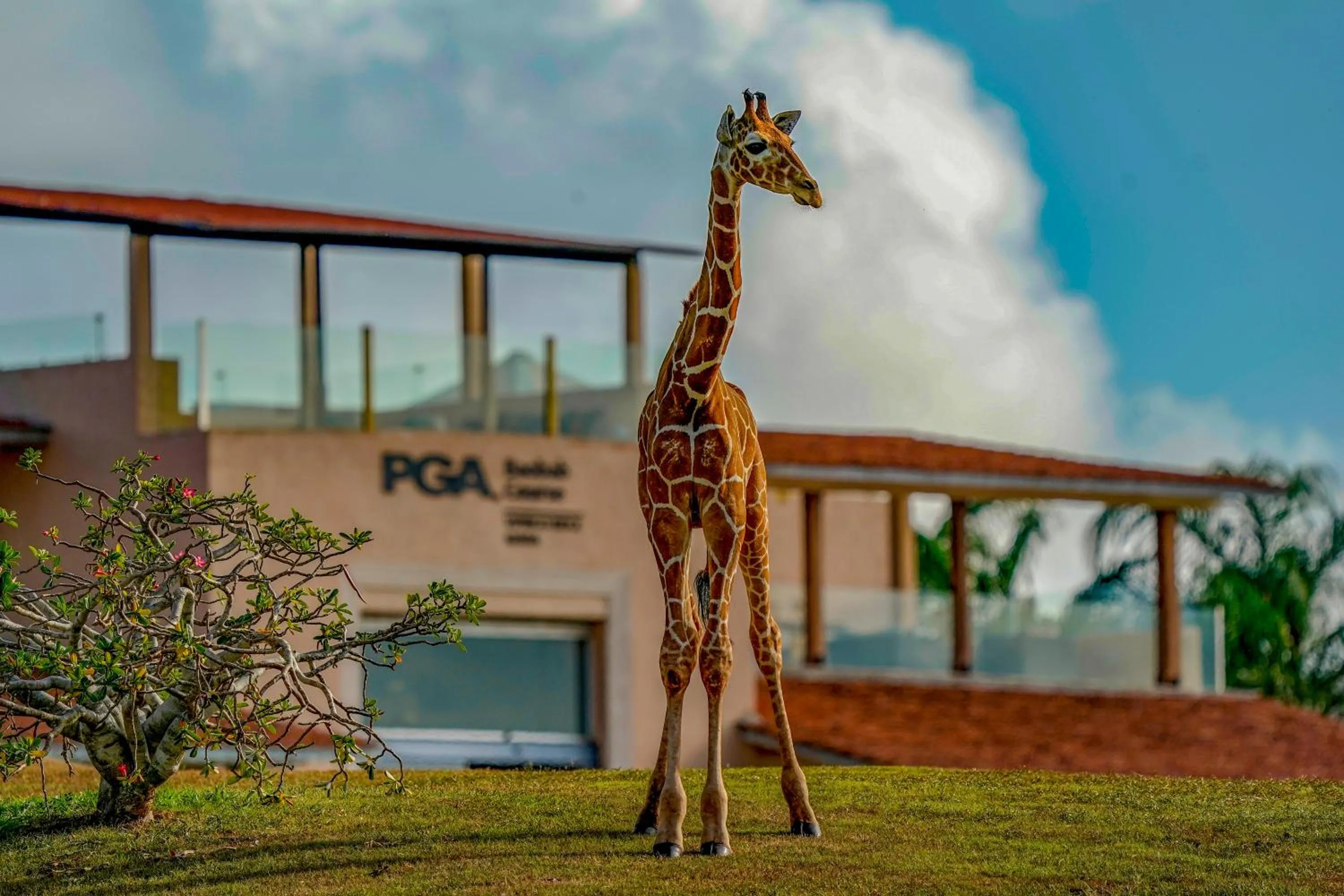Vipingo Ridge limited
