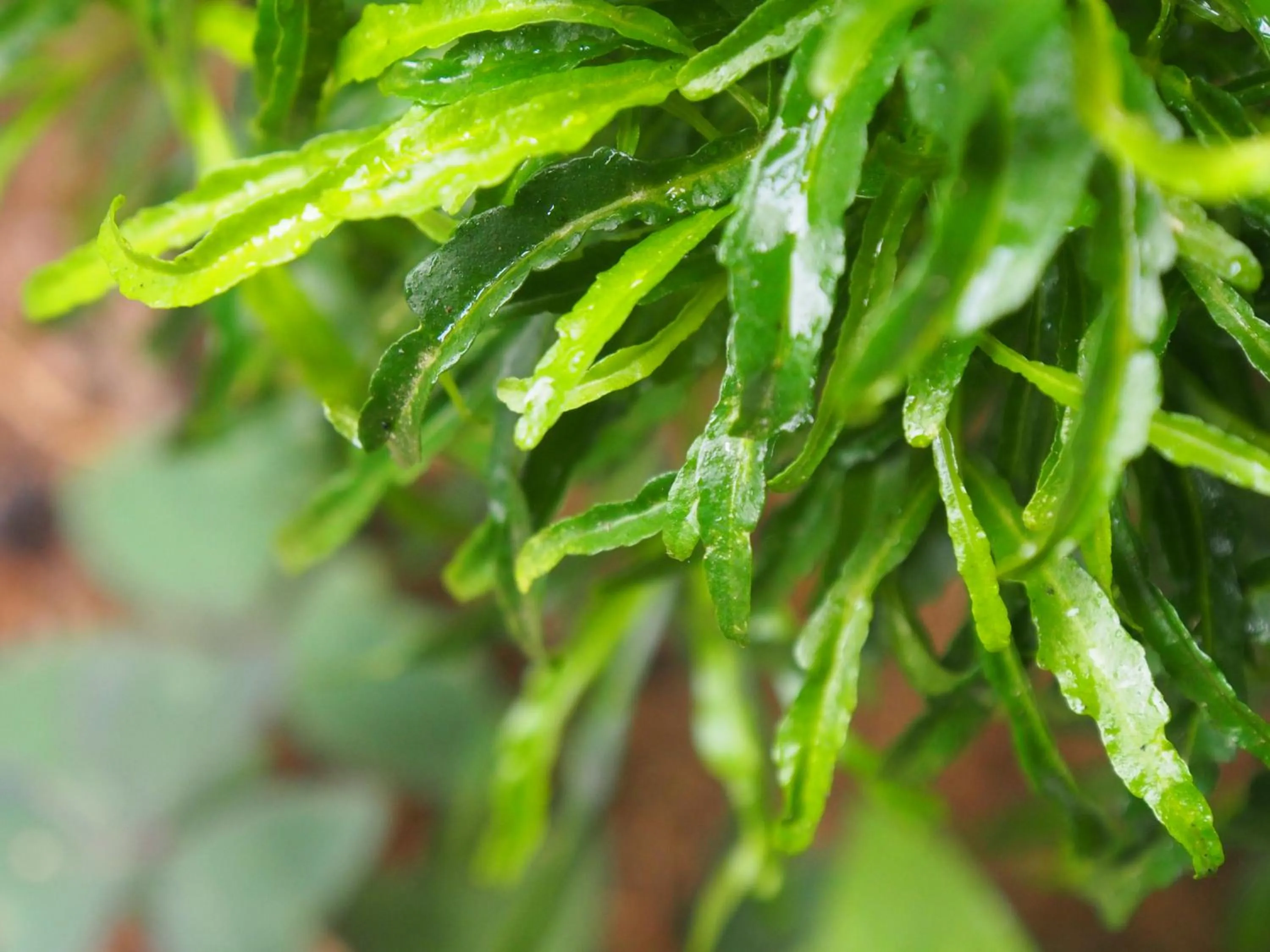 TEARAMB HOLIDAY BUNGALOW