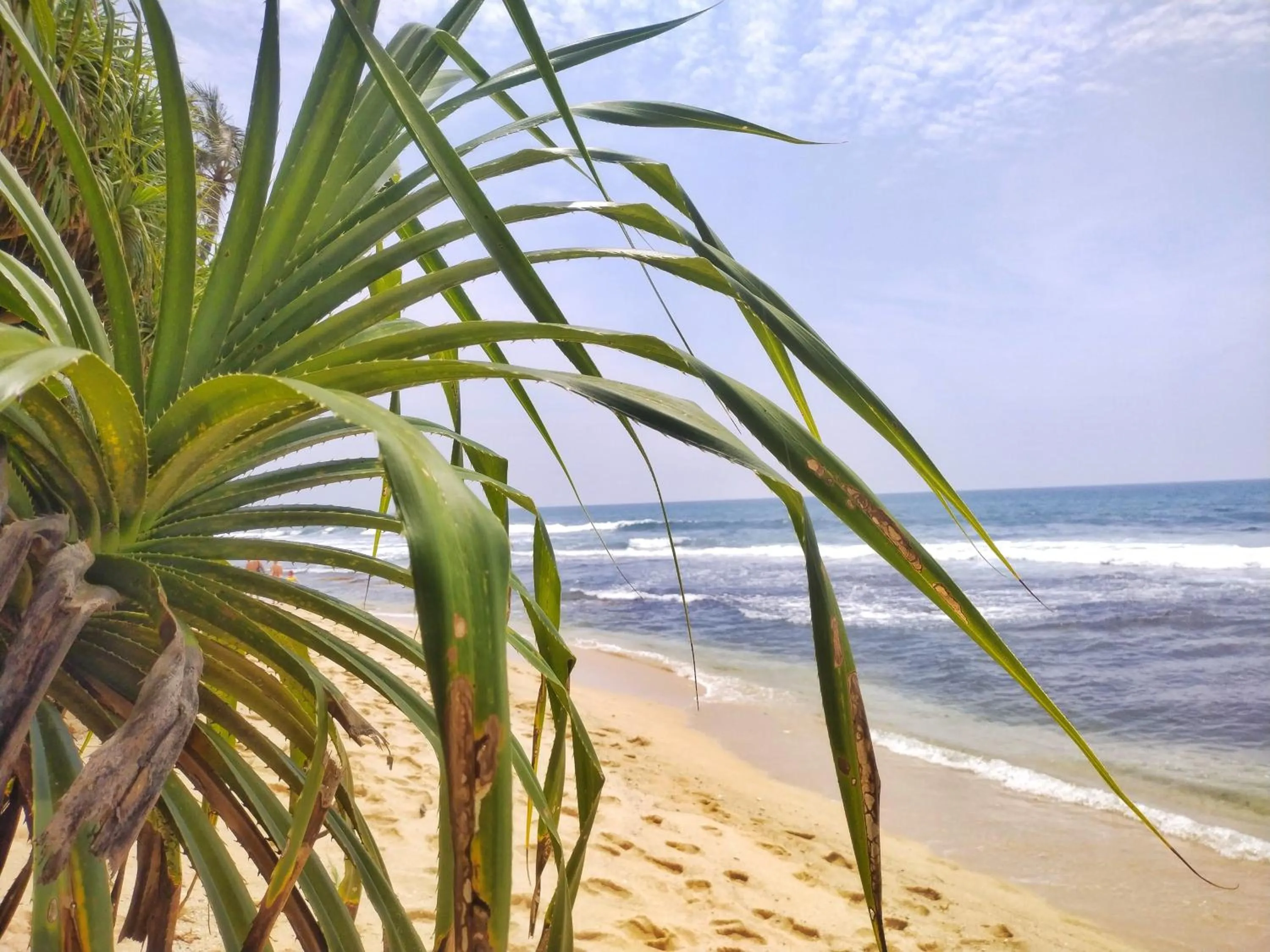 Beach in DALAWELLA BEACH RESORT