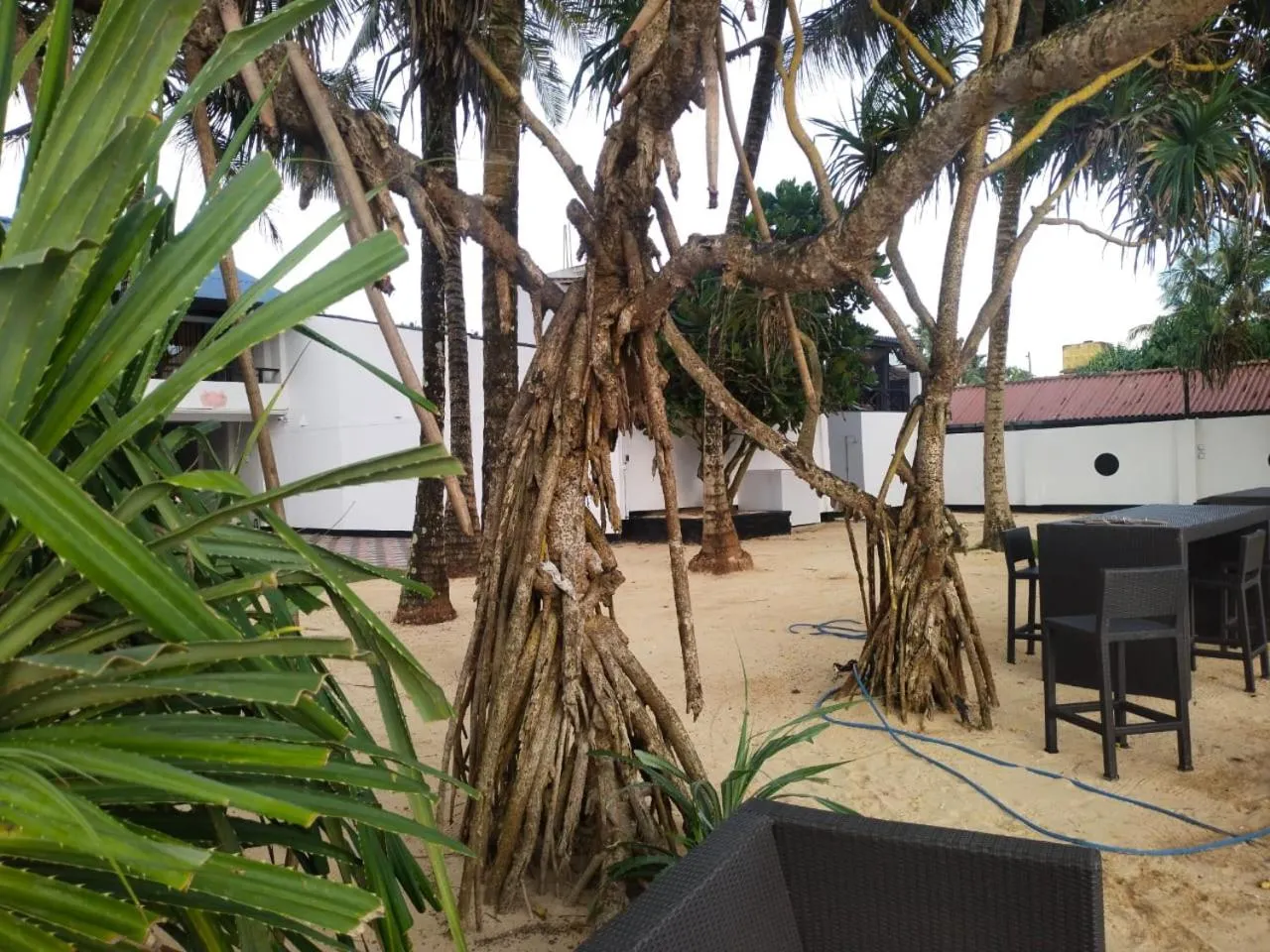 Natural landscape in DALAWELLA BEACH RESORT