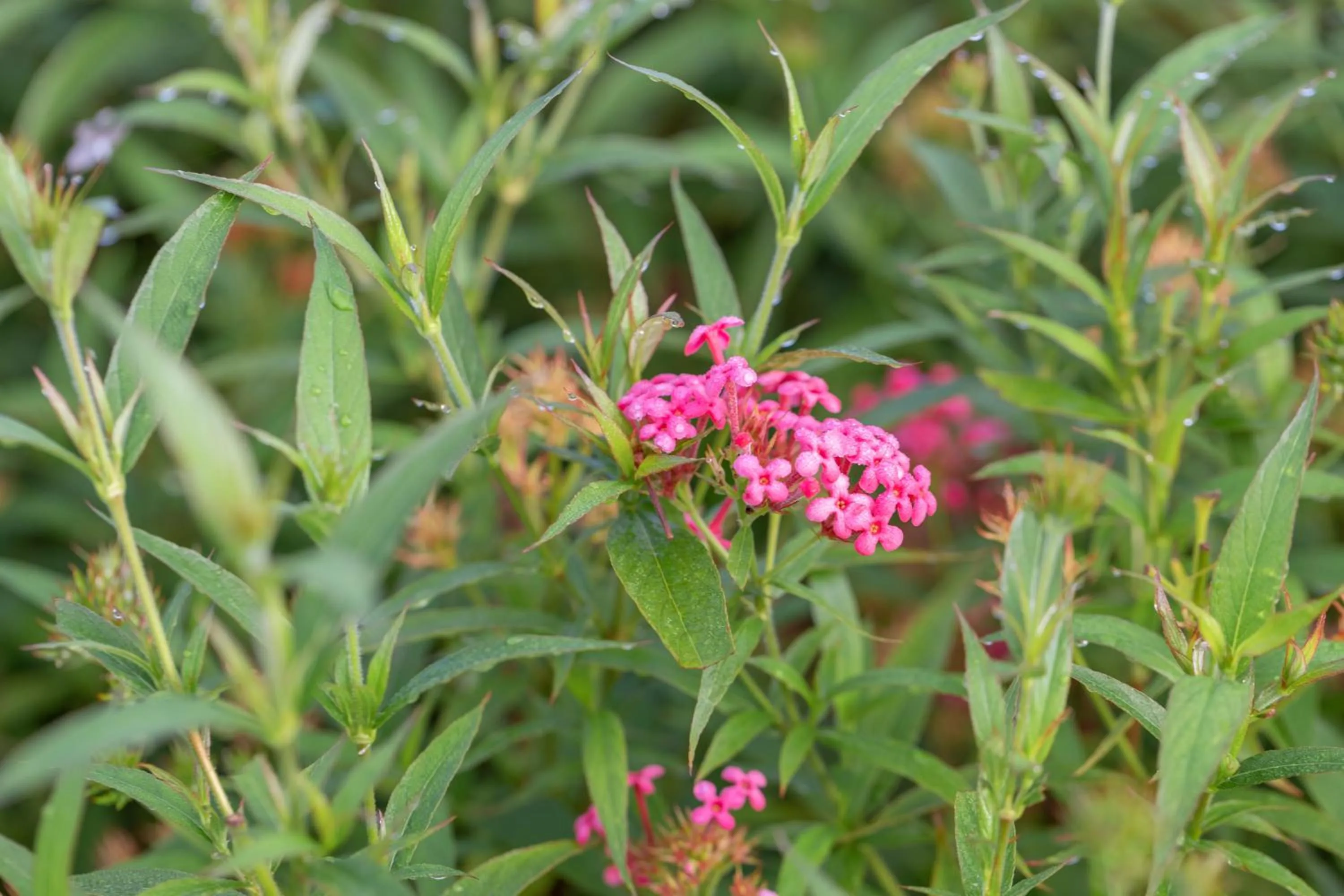 Garden view in Wonderland Suites and Resort