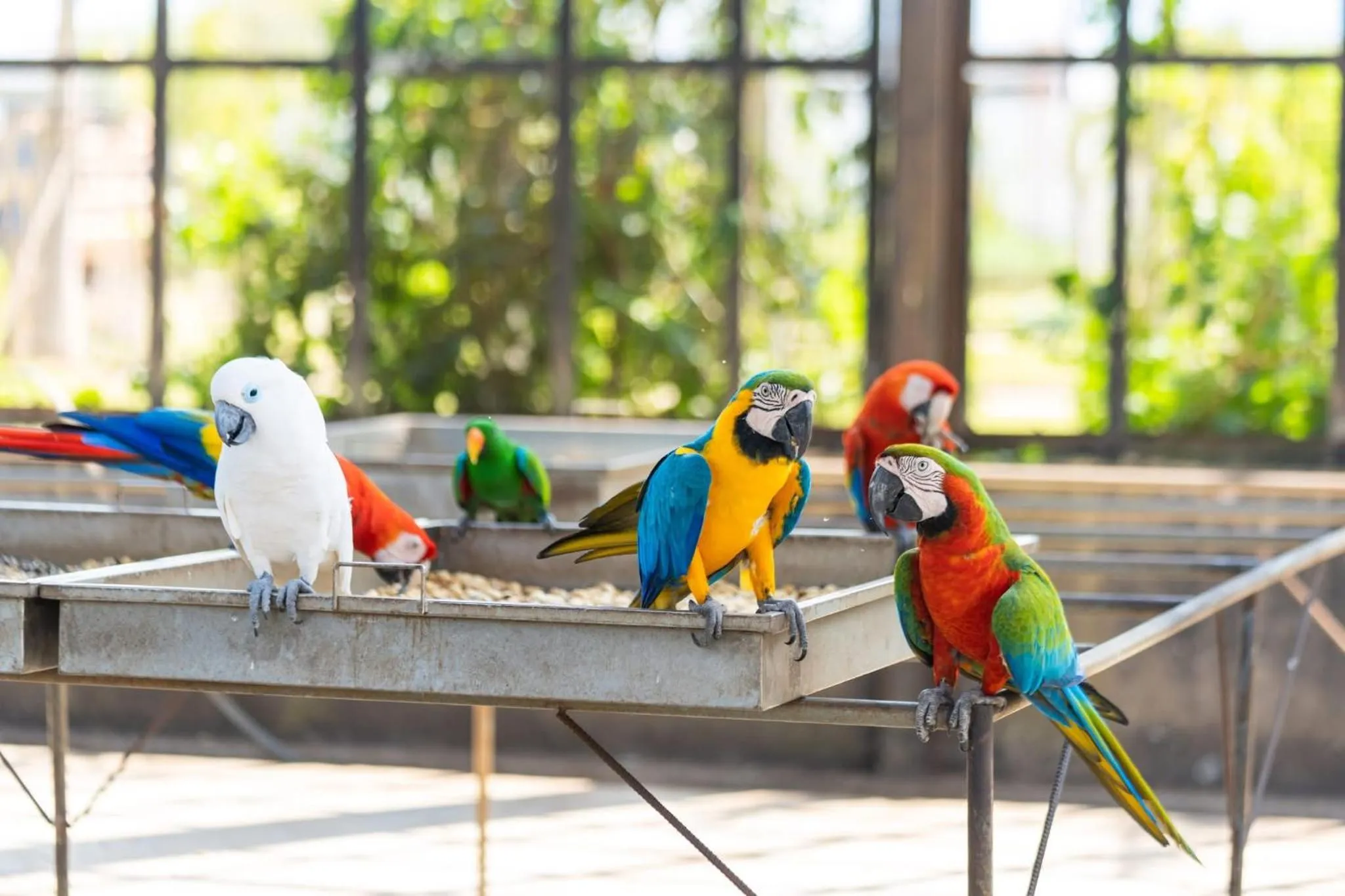 pet friendly in Wonderland Suites and Resort