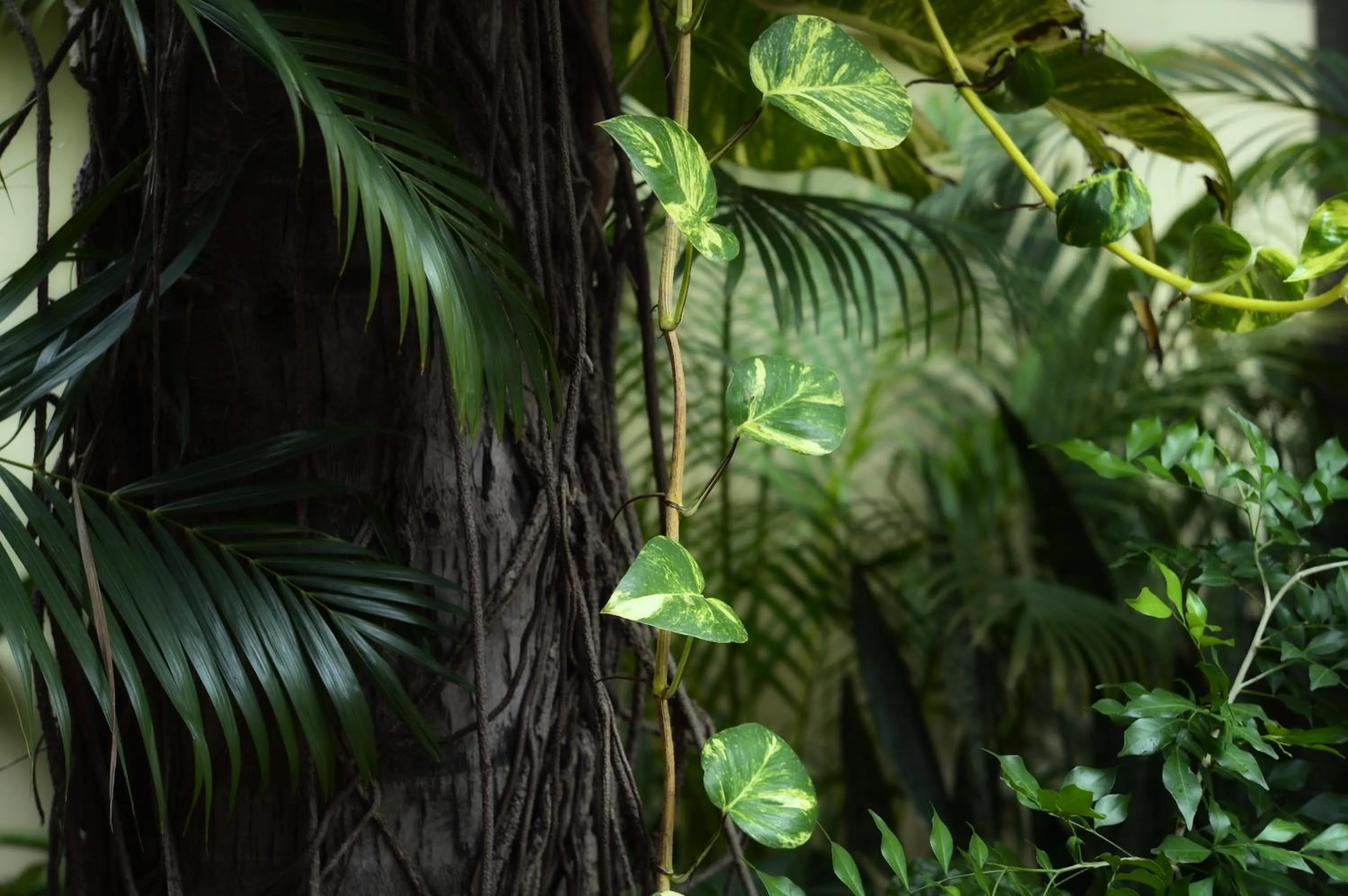 Garden in Villa Grange