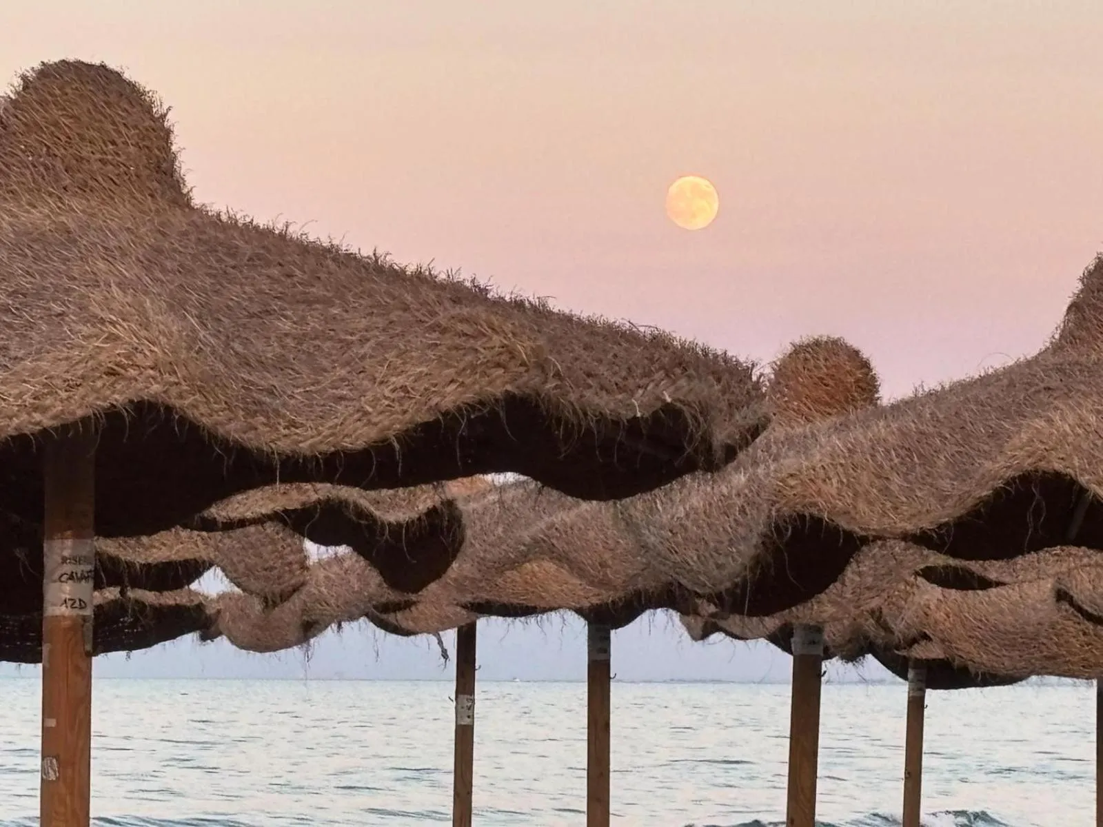 Beach Club Ippocampo